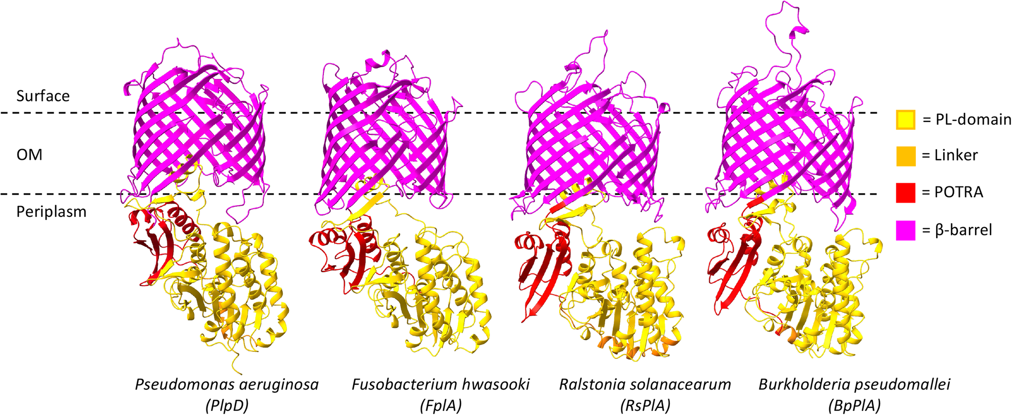 Fig. 2: Structure predictions indicate that the conformation of the PL-Omp85 family is conserved.