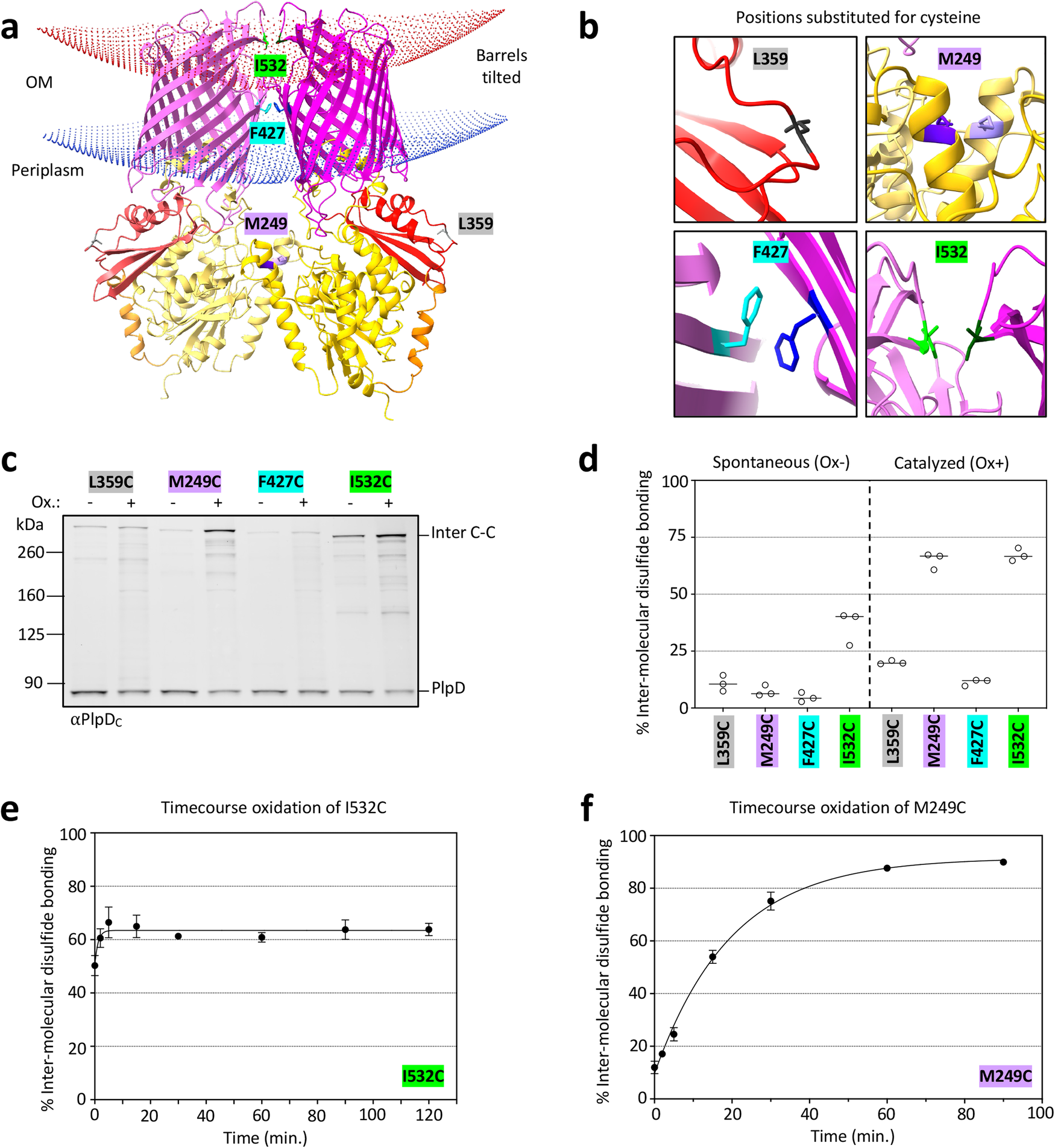 Fig. 4: PlpD is a homodimer.