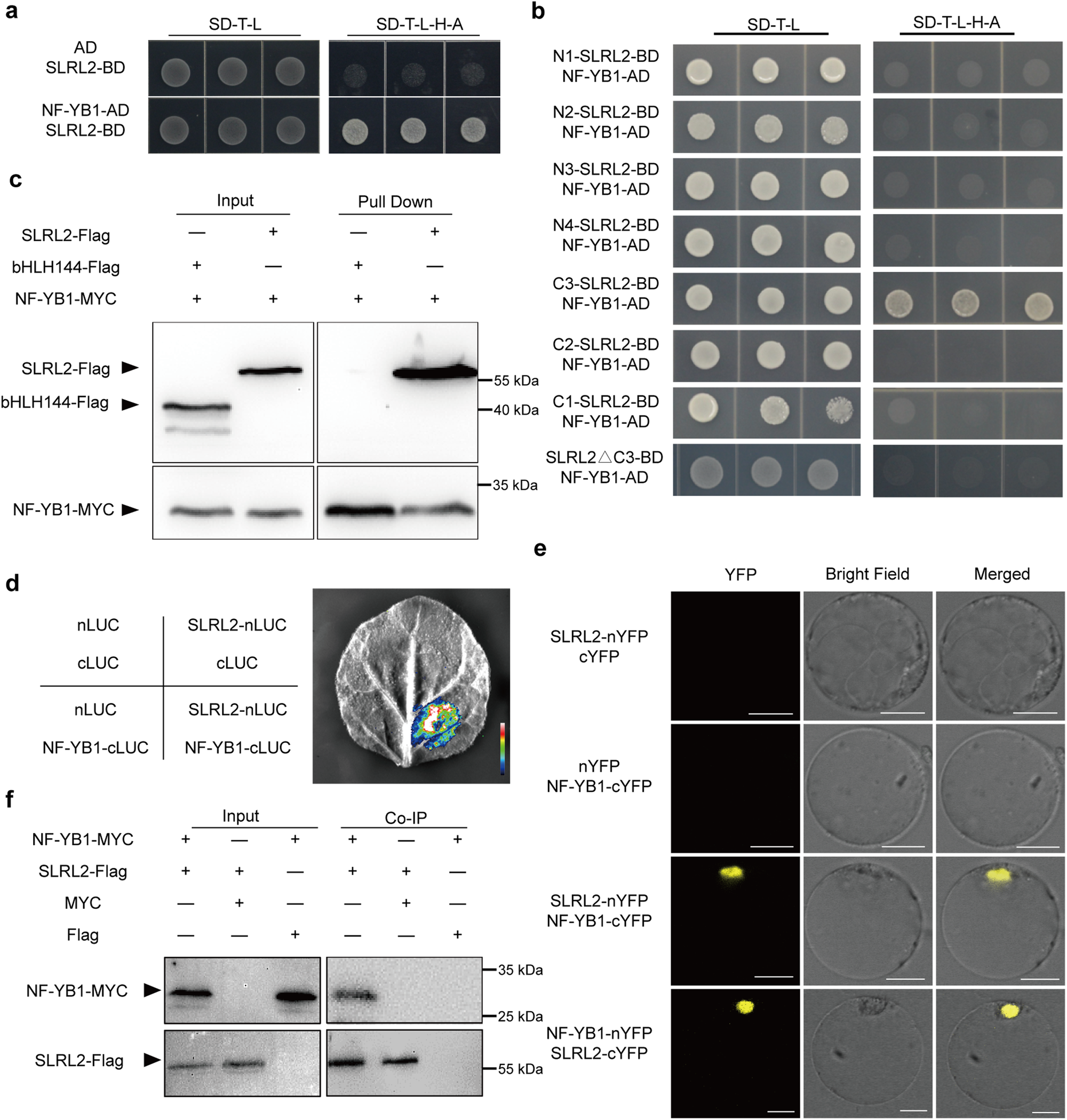 Fig. 2: Interaction between SLRL2 and NF-YB1.