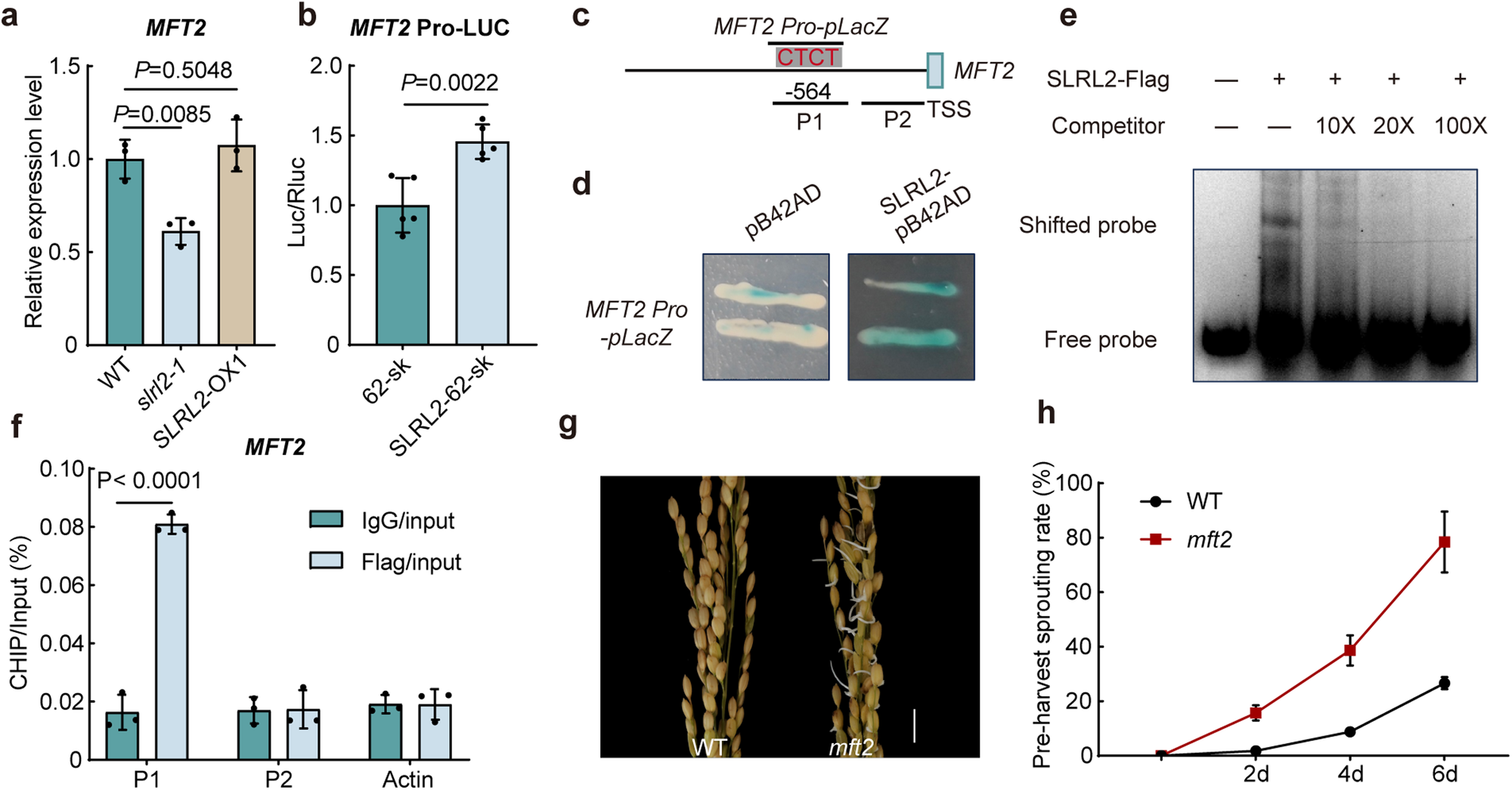 Fig. 8: SLRL2 directly activates the transcription of MFT2 to inhibit rice PHS.