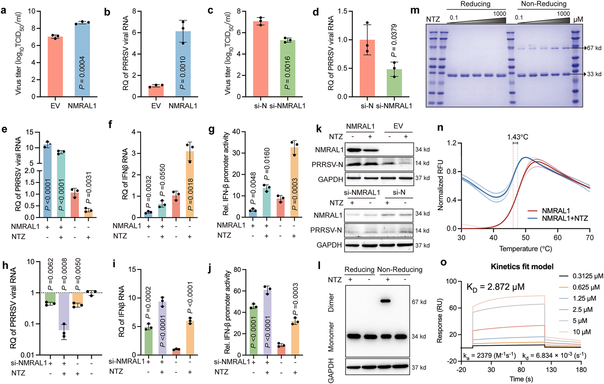 Fig. 6: TIZ enhances IFN-β pathway sensitivity by promoting NMRAL1 dimerization.