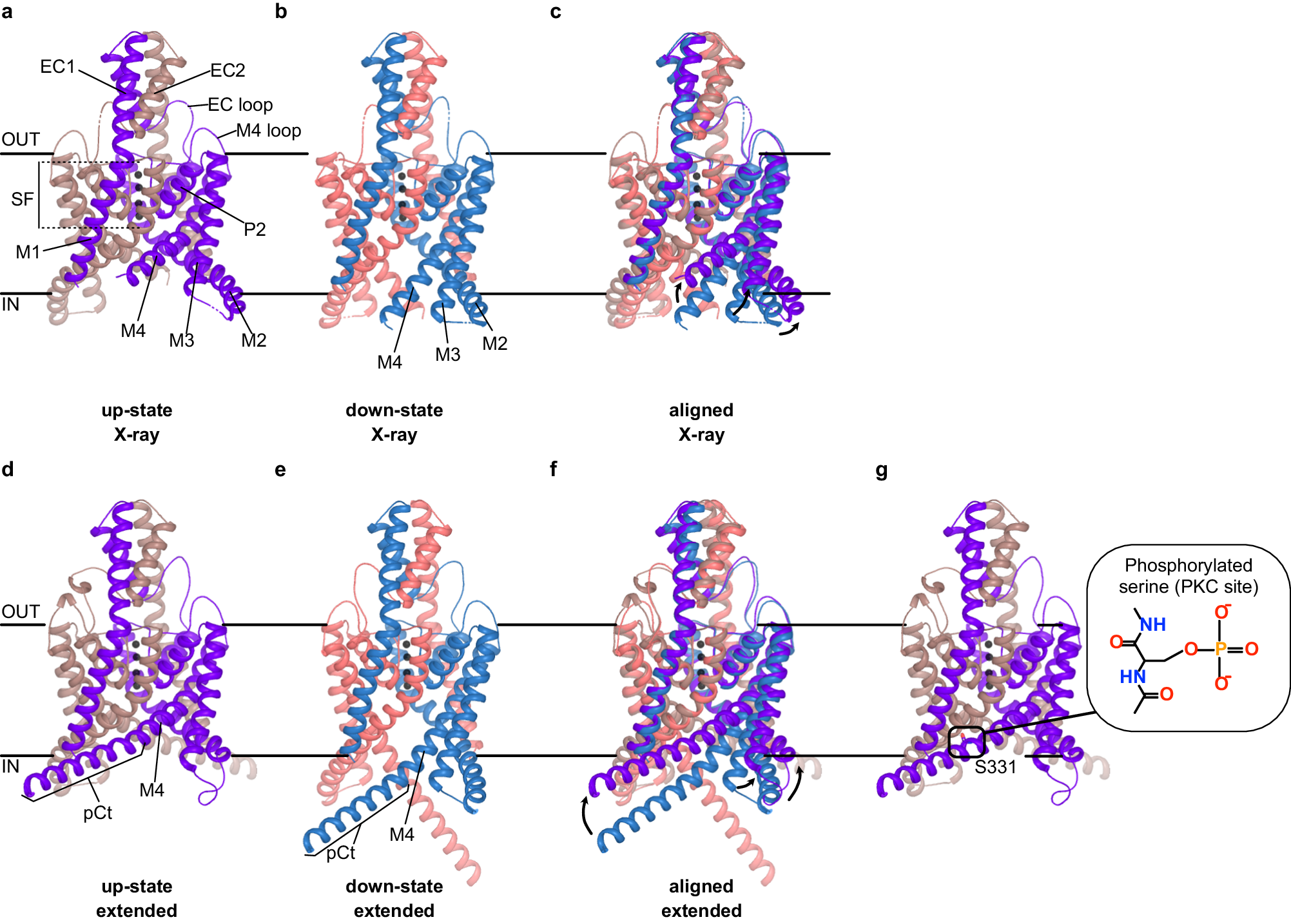 Atomistic mechanism of coupling between cytosolic sensor domain 