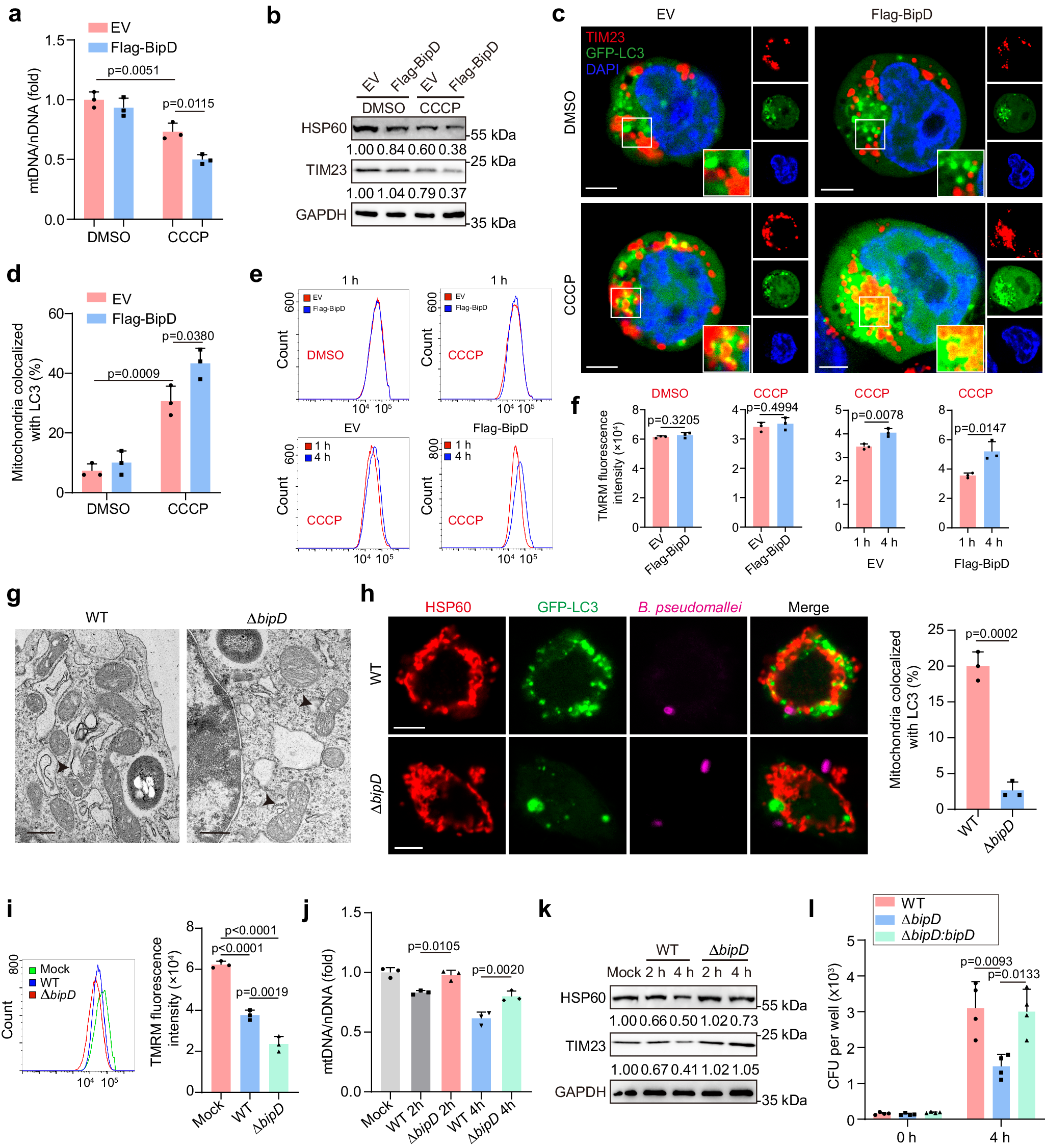 Fig. 3: B. pseudomallei infection induced host mitophagy depending on BipD.