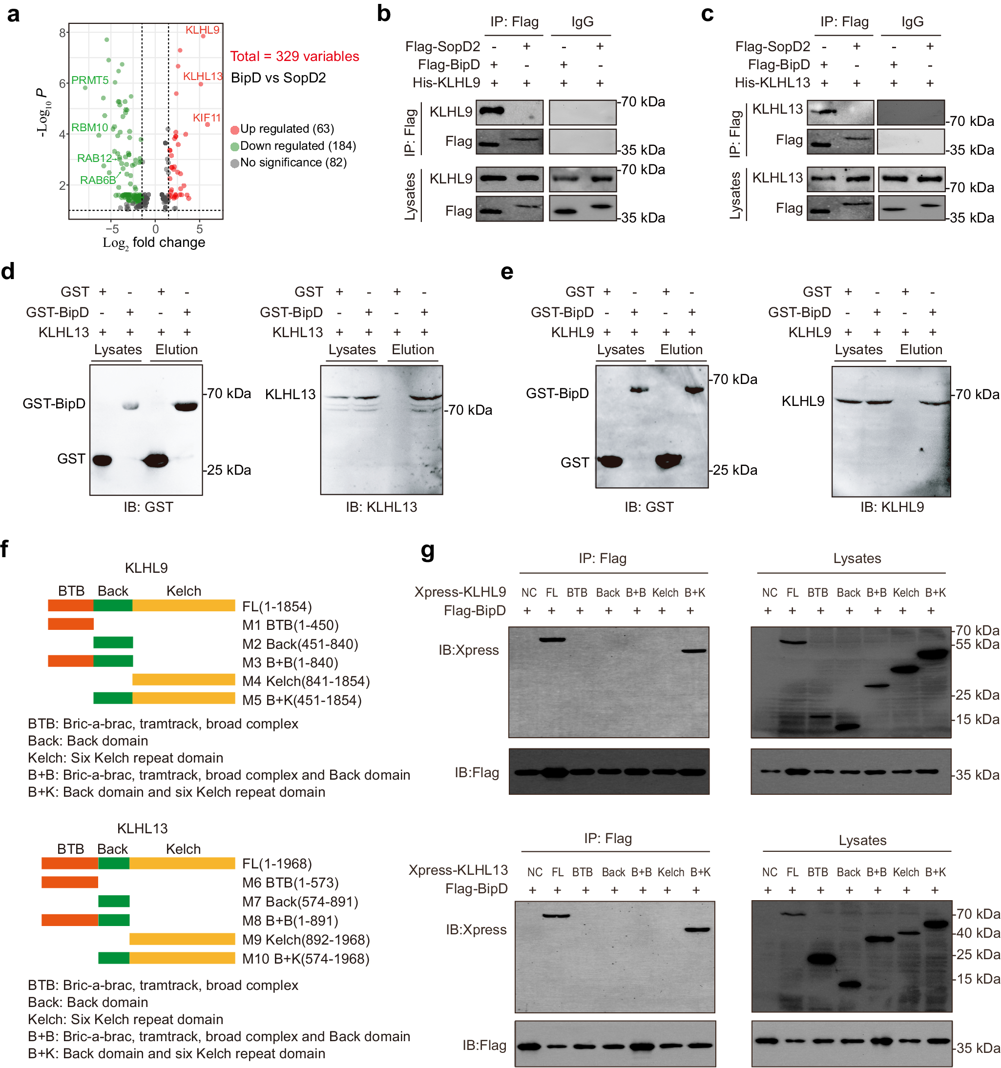 Fig. 4: BipD interacts with KLHL9 and KLHL13.
