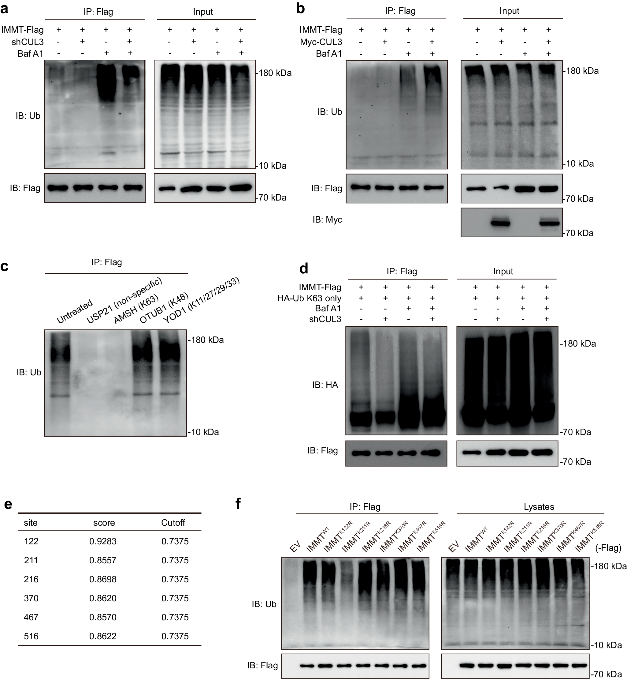 Fig. 6: CUL3 ubiquitinate IMMT with the K63-linked ubiquitin chains.