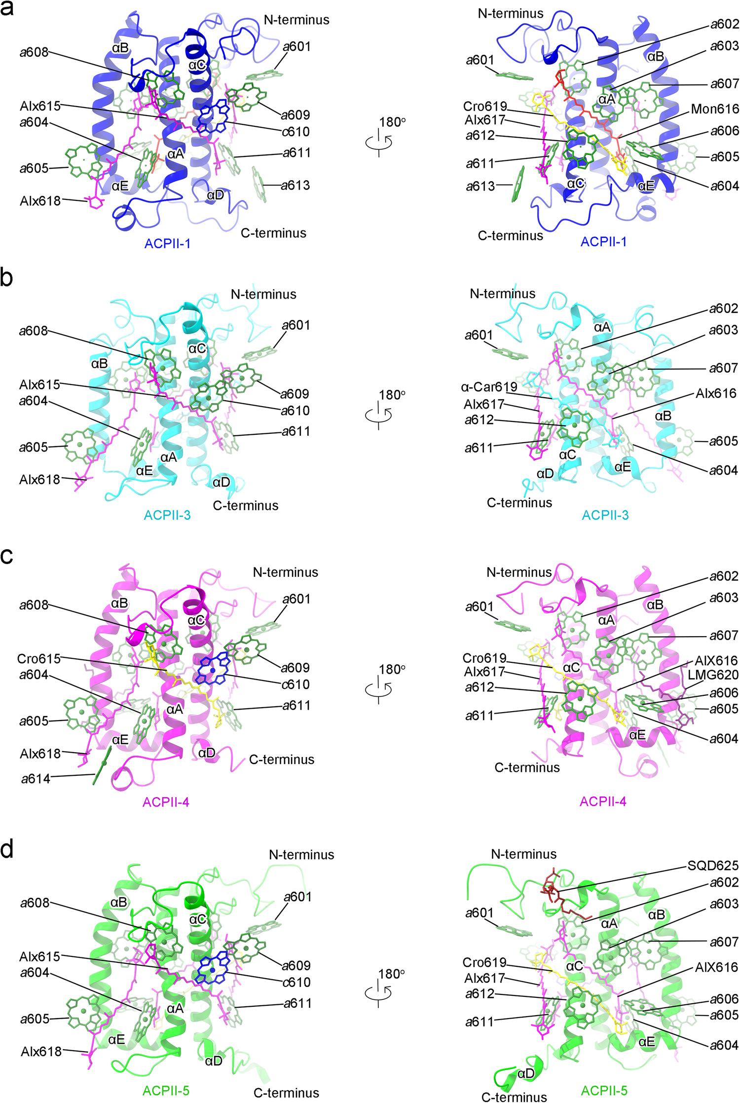 Fig. 3: Structures of individual ACPII subunit of C. placoidea PSII-ACPII.