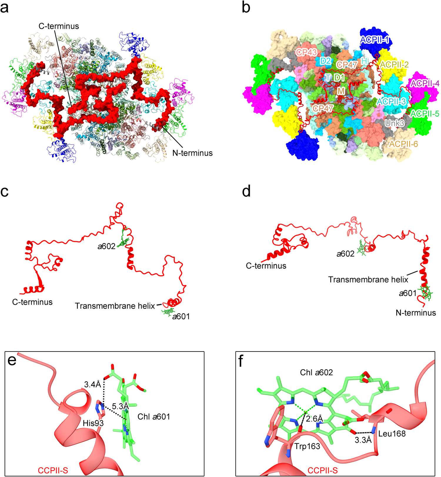 Fig. 4: Location and structure of the CCPII-S subunit in the PSII-ACPII supercomplex of C. placoidea.