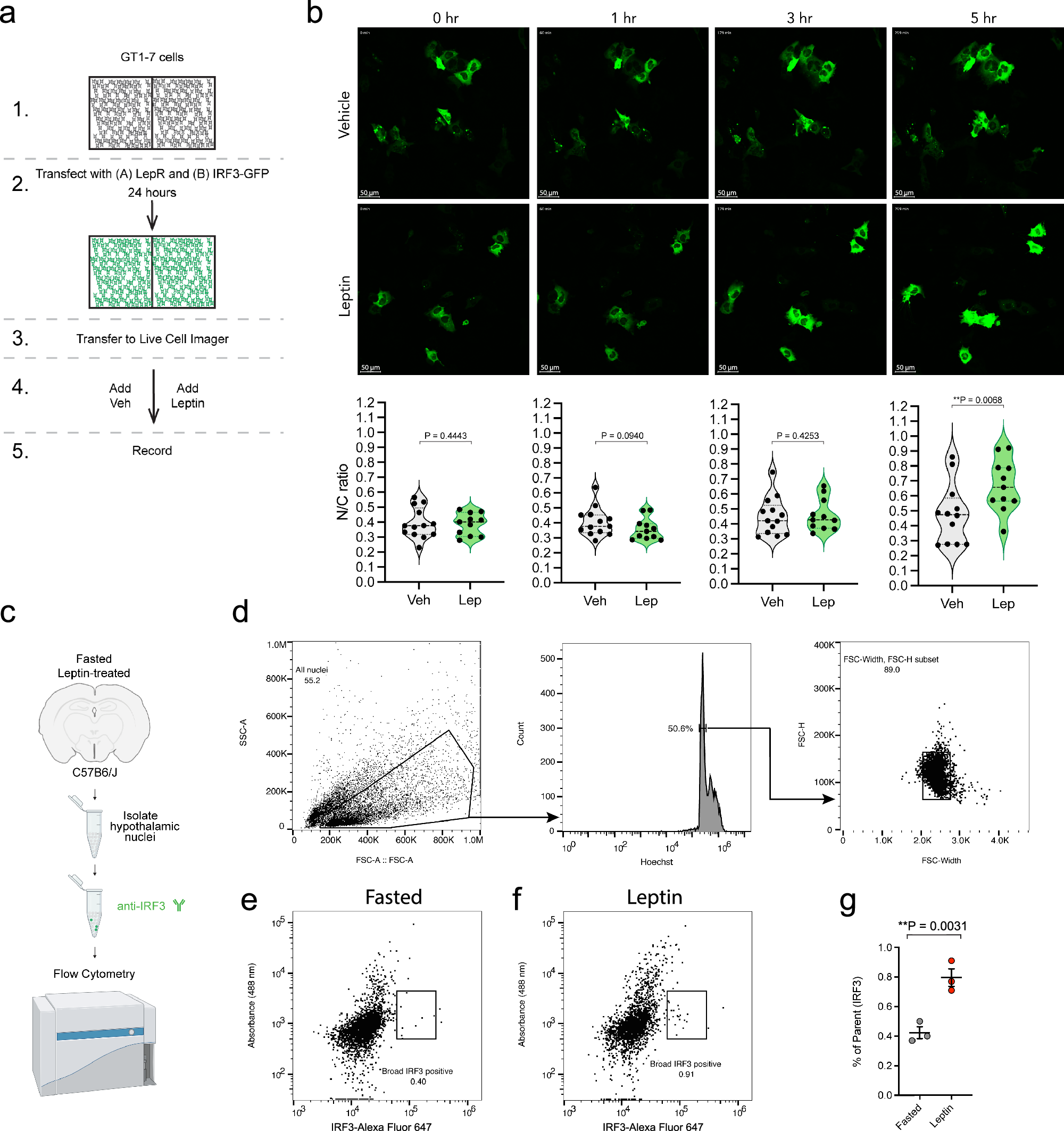 Fig. 4: Leptin activates IRF3 in a cell autonomous manner.