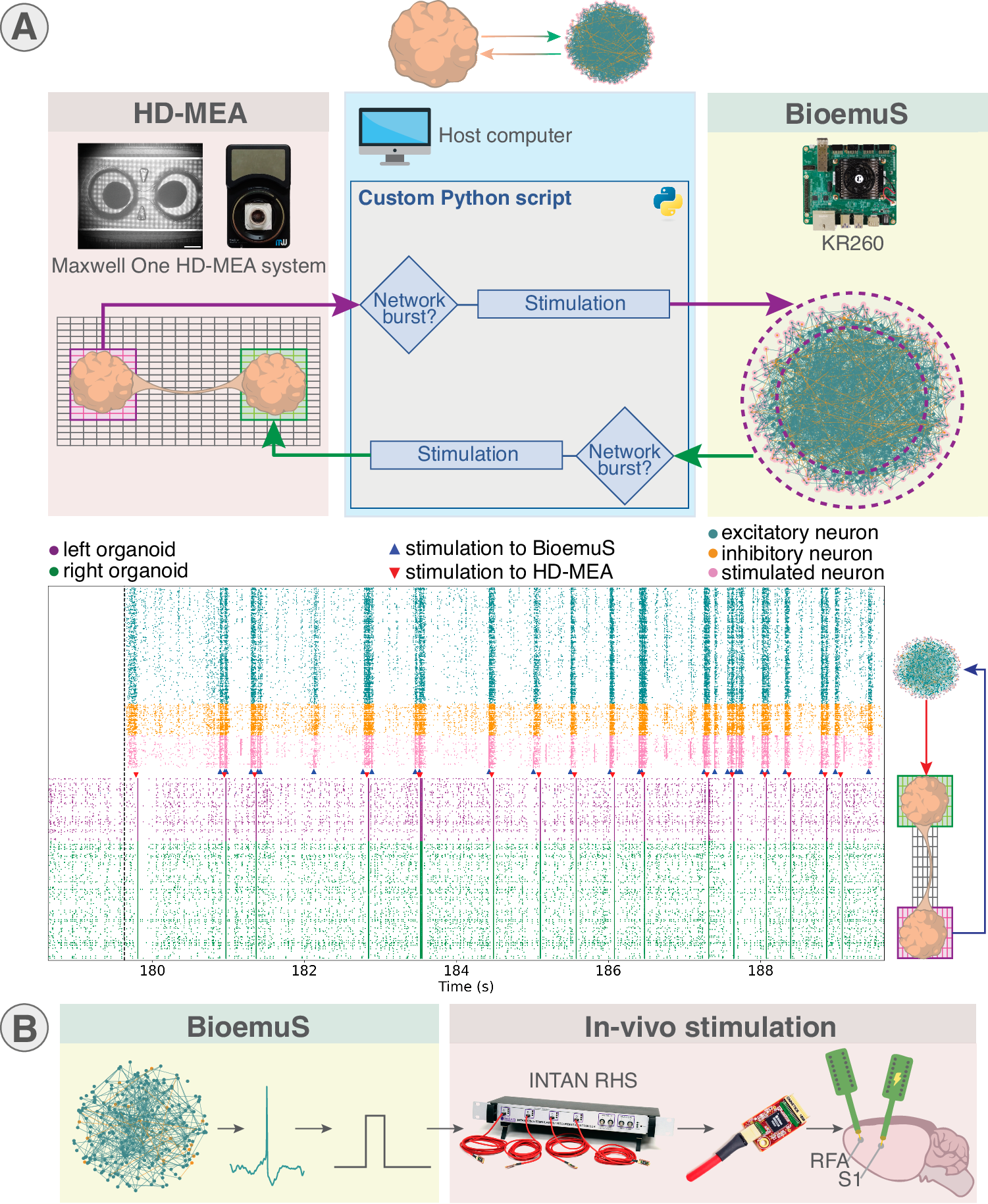 Figure 5 — Biohybrid experimental prototypes