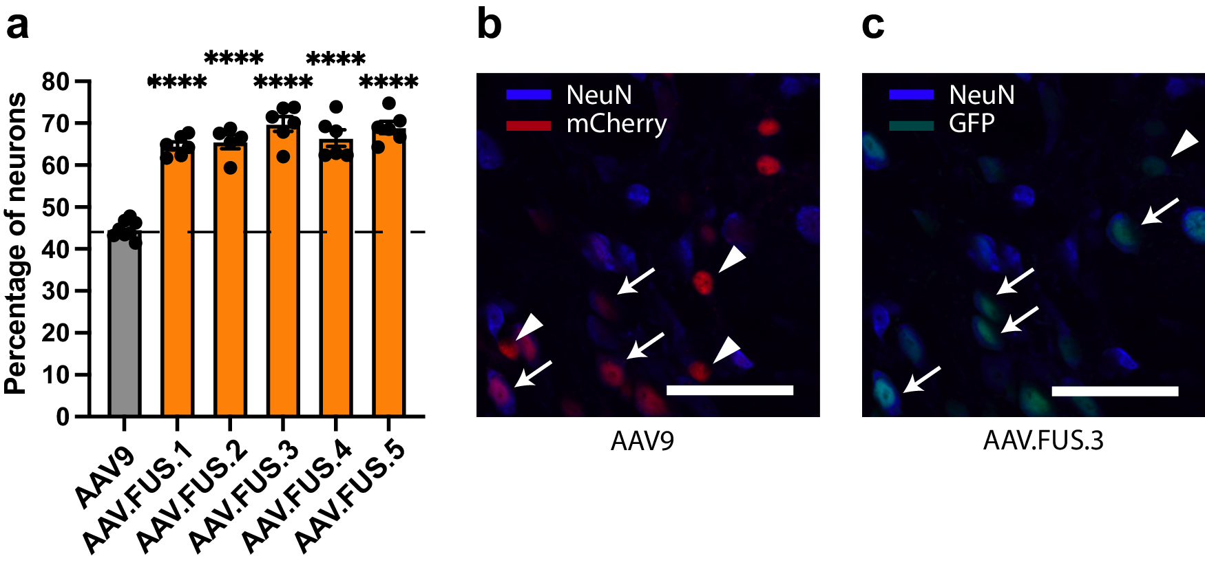 Fig. 4: AAV.FUS candidates show improved neuronal tropism.