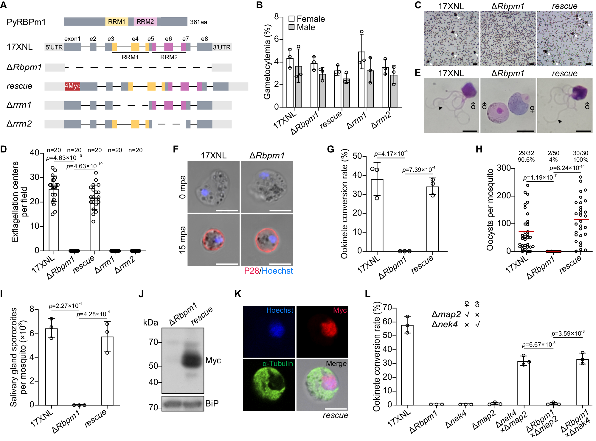Fig. 2: RBPm1 is essential for male gametogenesis and mosquito transmission of parasite.