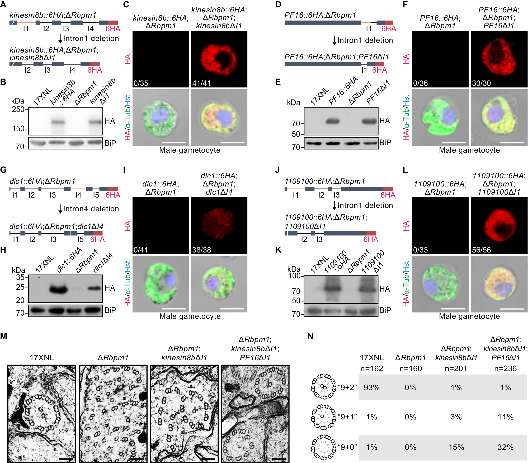 Fig. 5: Intron deletion restores axonemal protein expression and partially rectifies axoneme assembly defects in RBPm1-null male gametocytes.