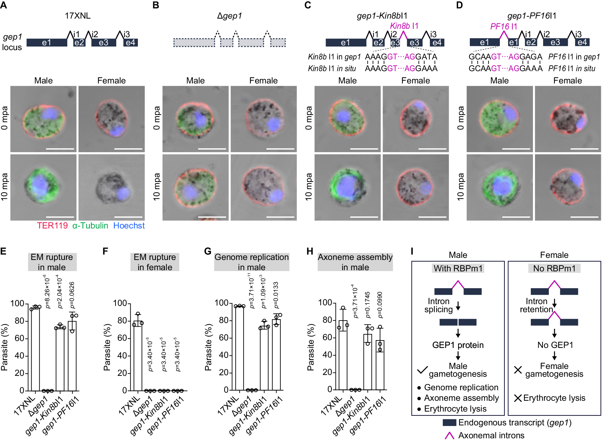 Fig. 8: RBPm1 directs splicing of axonemal introns inserted in the endogenous gene.