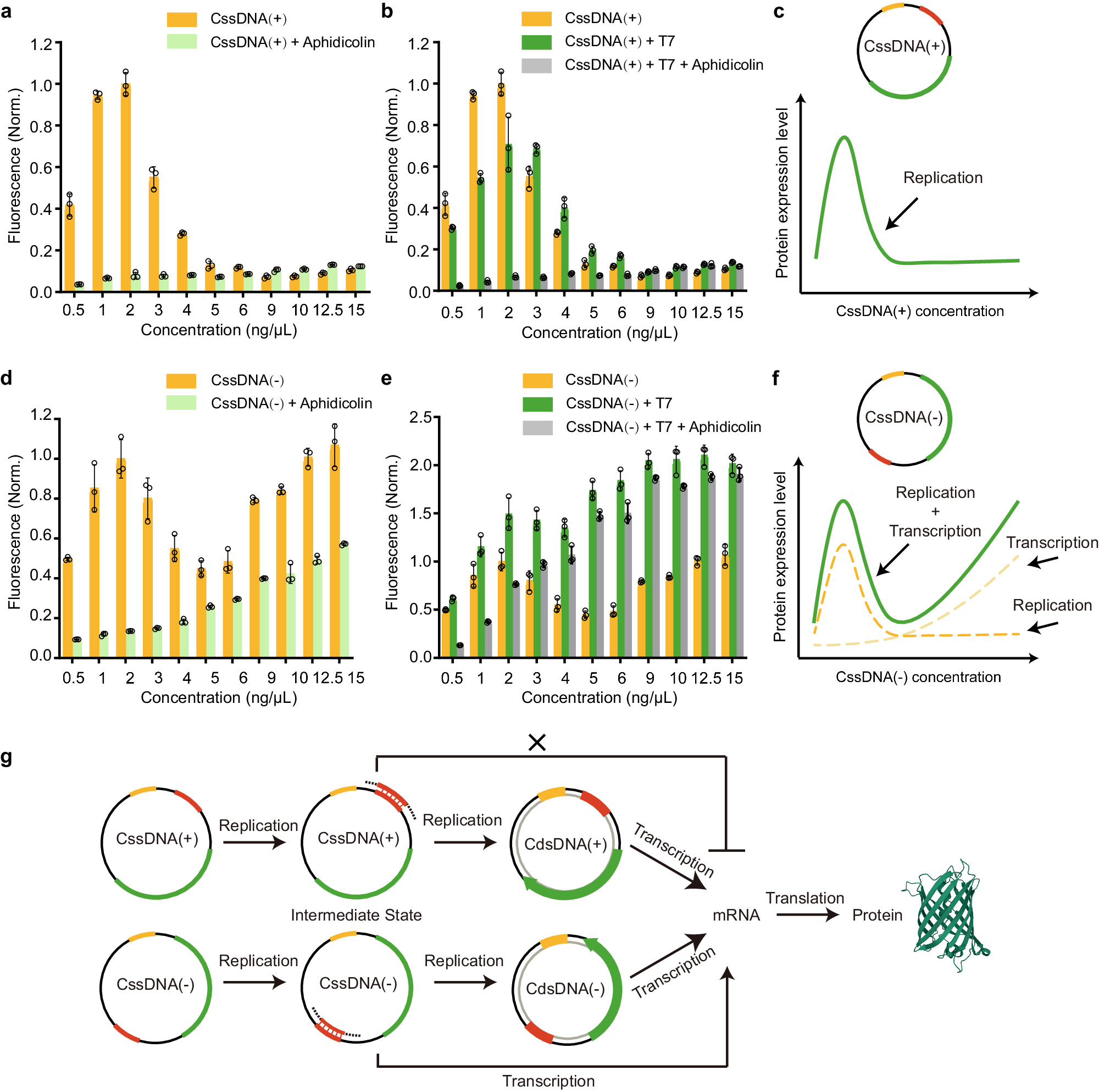 Fig. 3: Gene expression processes of two types of CssDNA vectors in the CFE system.