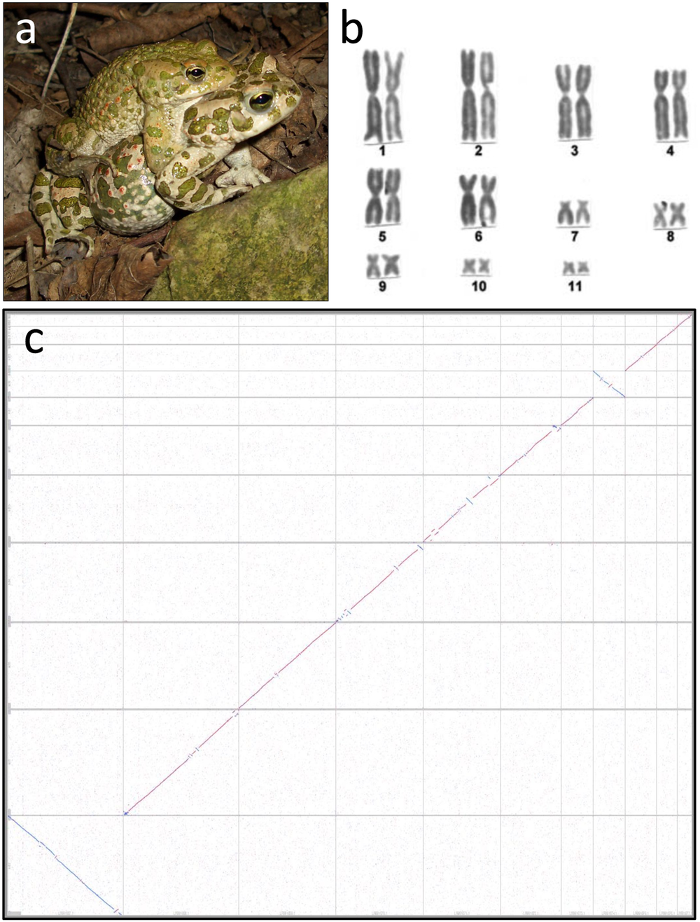 3d roadkill porn pics A candidate sex determination locus in amphibians which evolved by  structural variation between X- and Y-chromosomes | Nature Communications