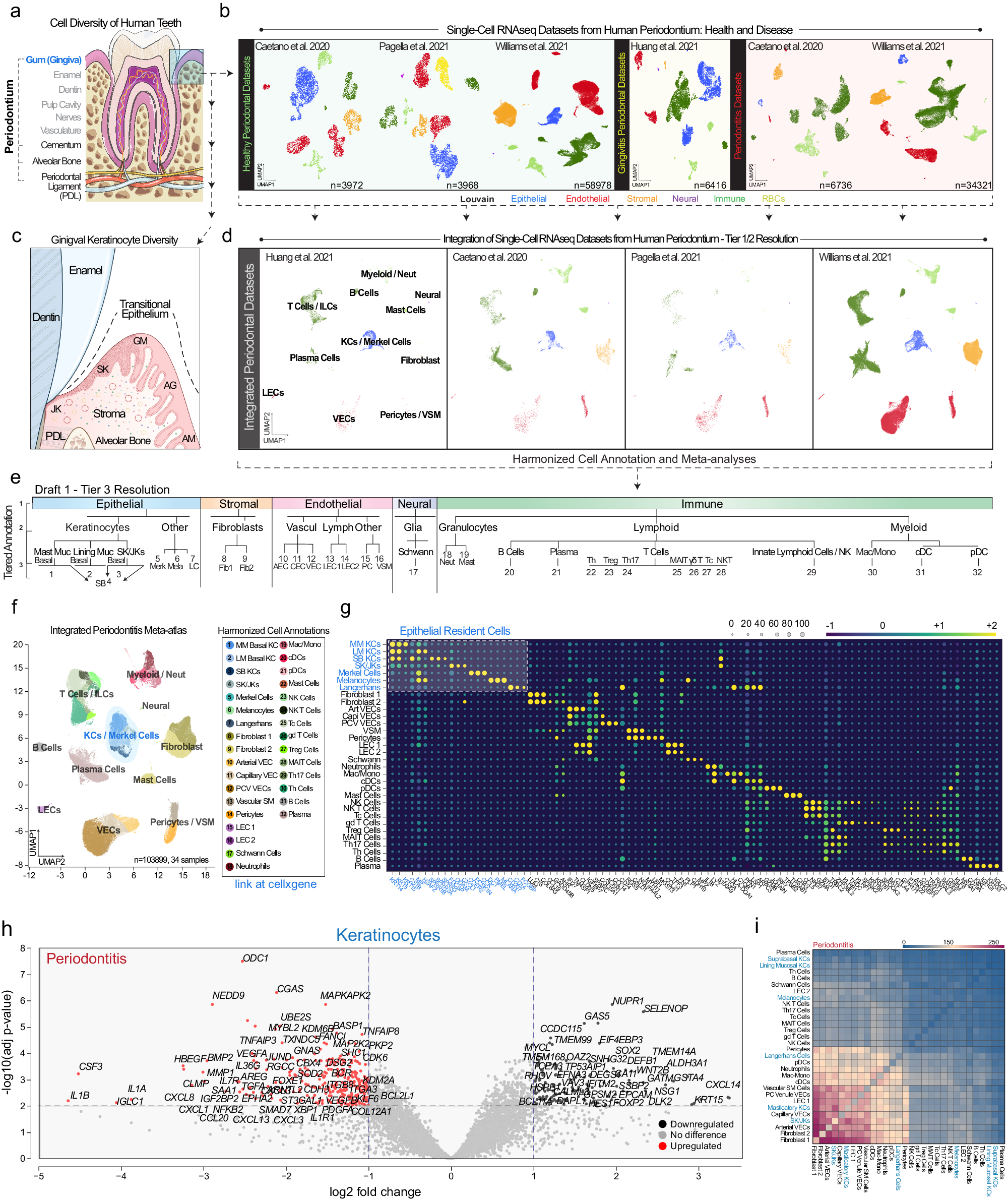Fig. 1: An integrated periodontitis atlas reveals important oral keratinocyte population roles in immune signaling.