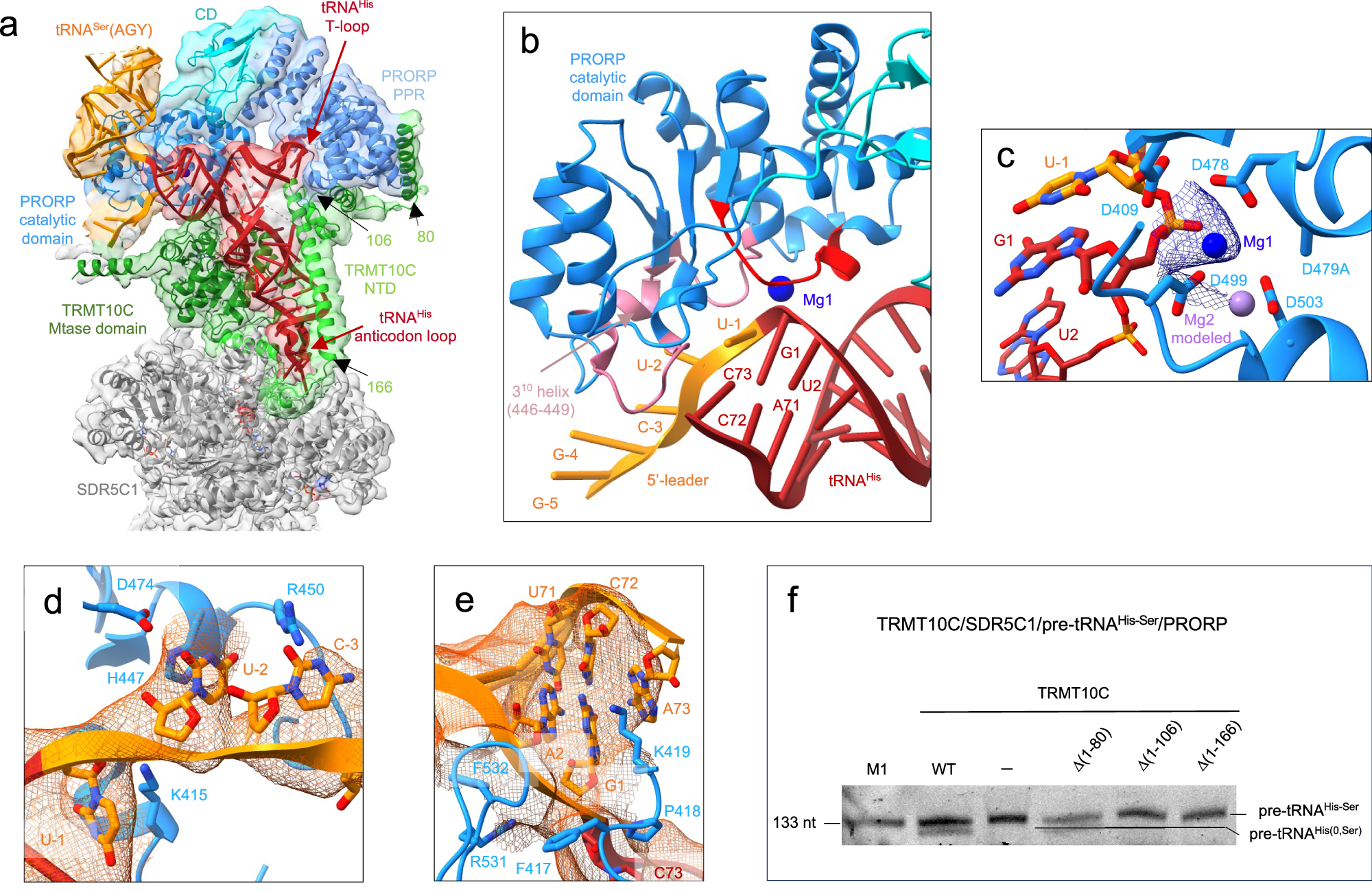 Fig. 3: Structure of the human mitochondrial RNase P complex processing pre-tRNAHis-Ser.