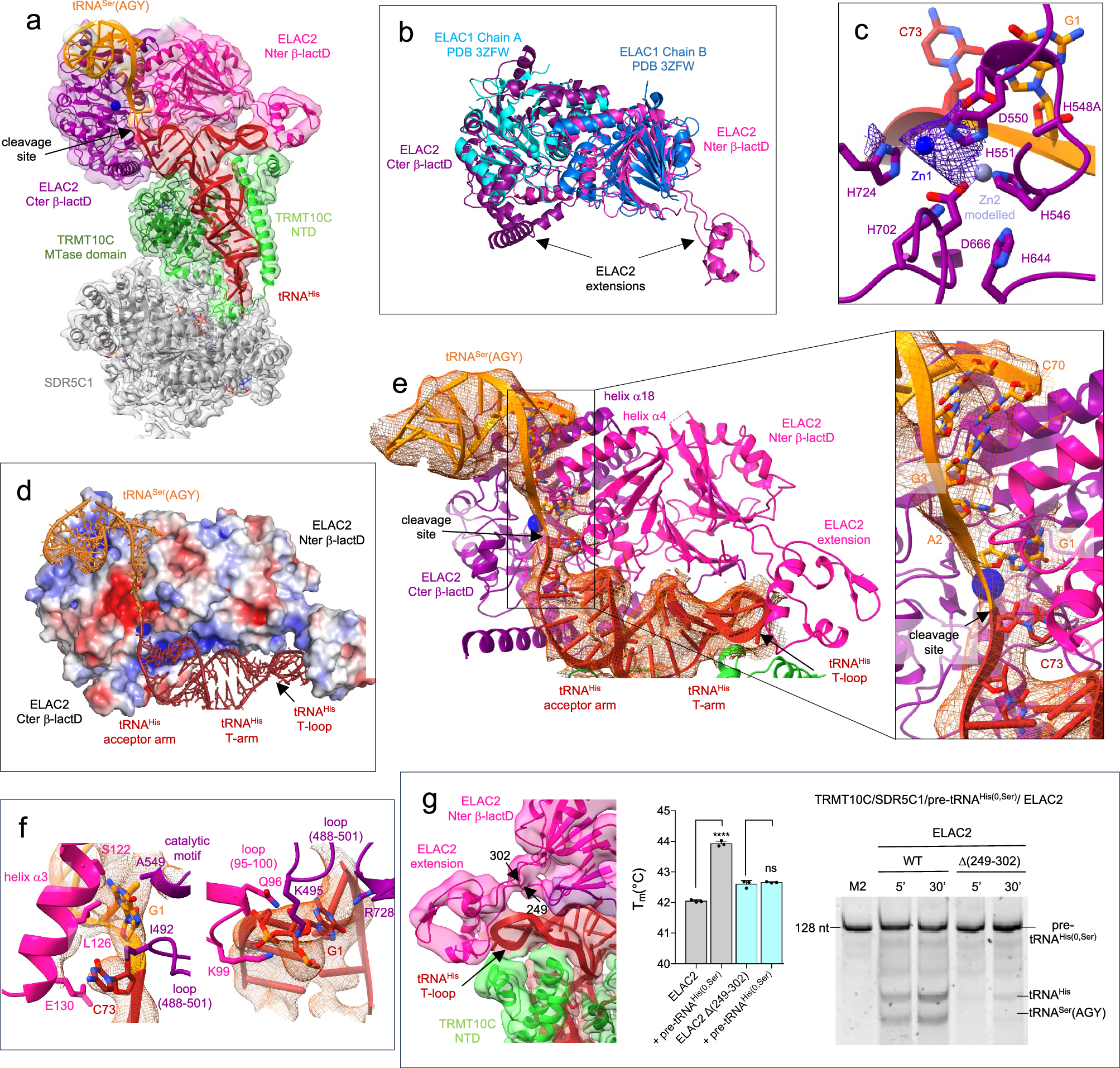 Fig. 4: Structure of the human mitochondrial RNase Z in pre-cleavage complex with pre-tRNAHis(0,Ser).