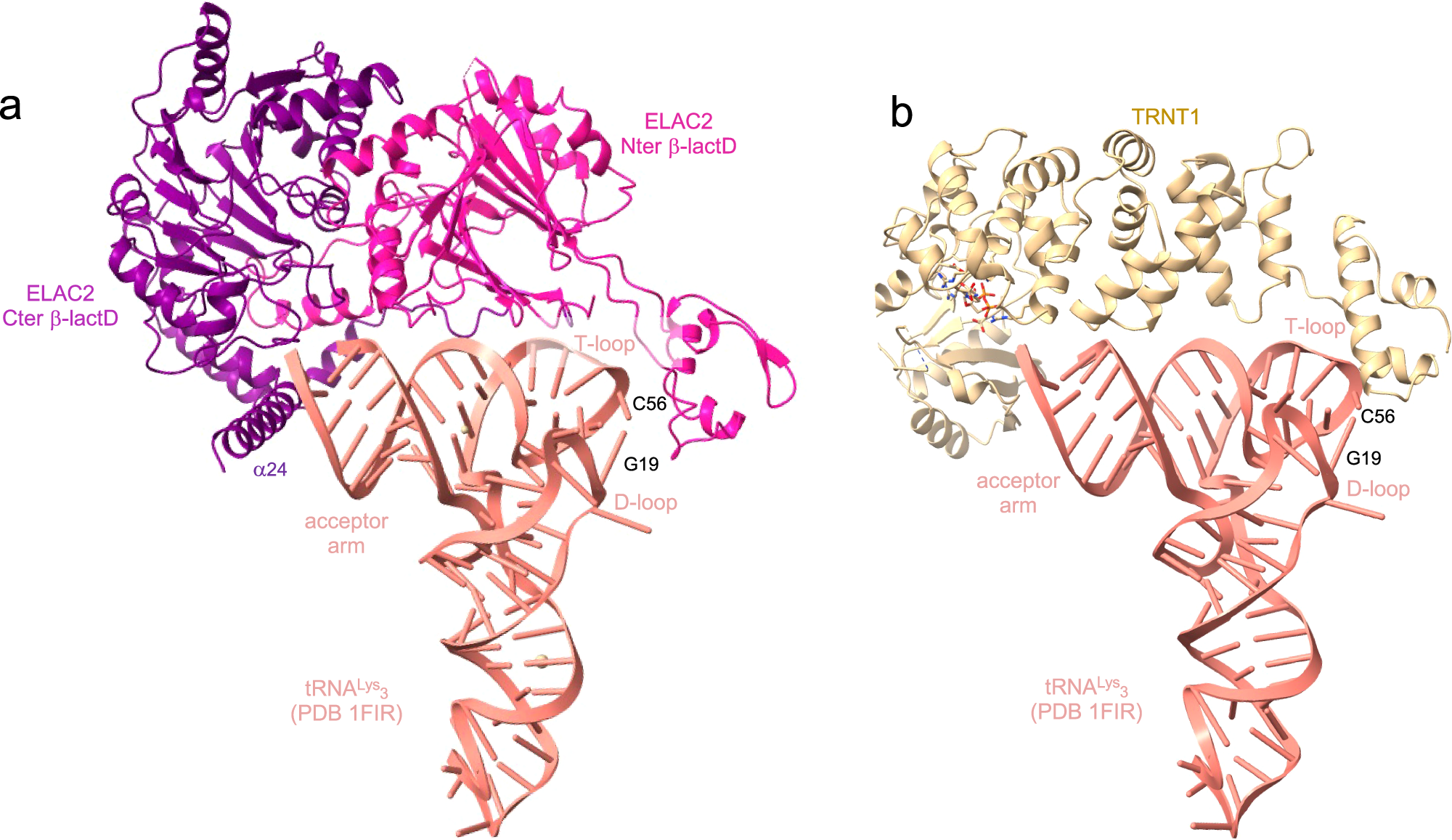 Fig. 7: ELAC2 and TRNT1 interactions with human cytosolic tRNAs.