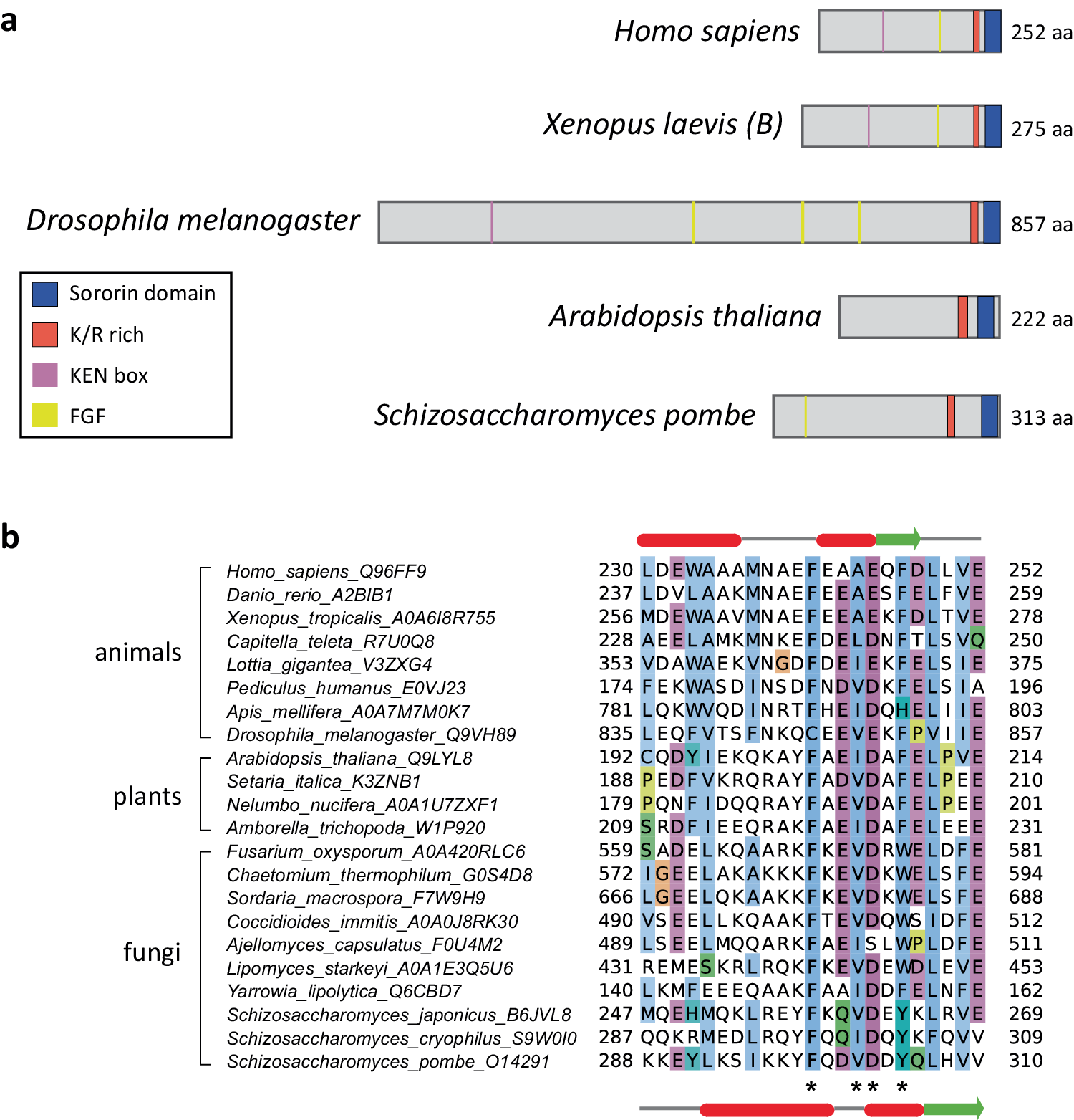 Sororin is an evolutionary conserved antagonist of WAPL | Nature 
