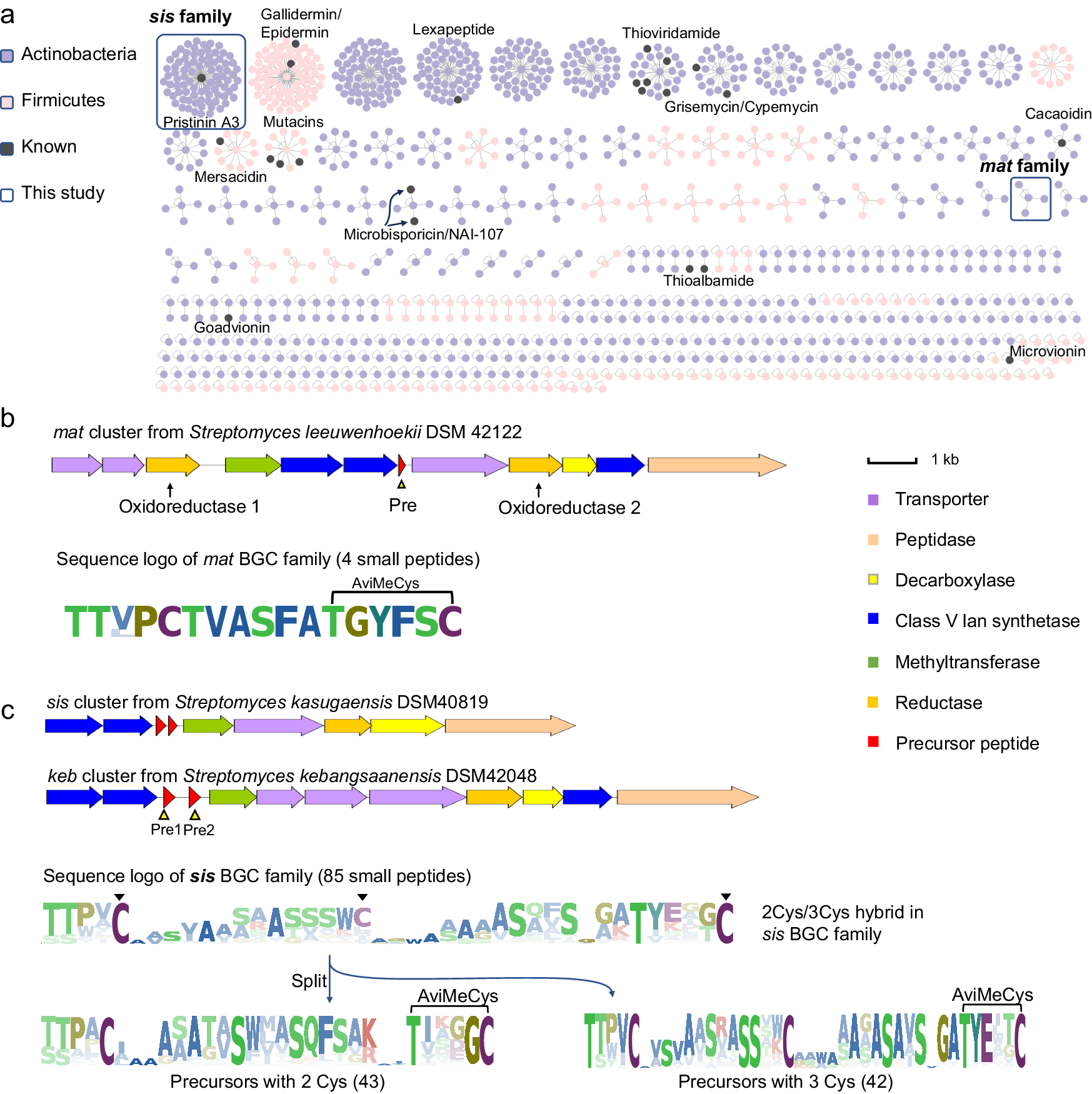 Fig. 2: SPECO-based genome mining of ACyP BGCs.