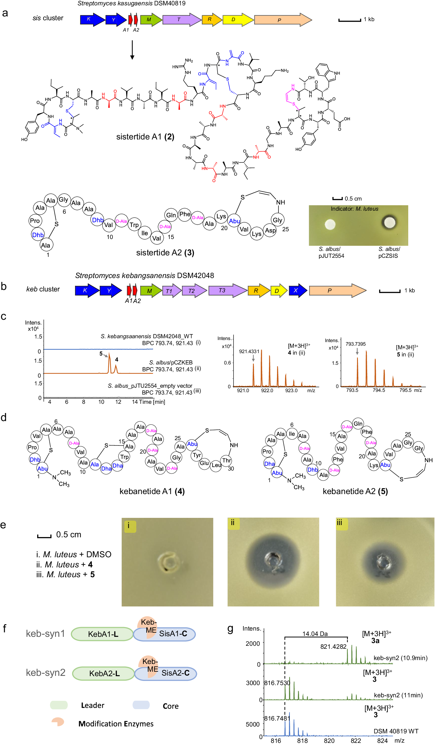 Fig. 4: Discovery and characterization of the sis BGC family.