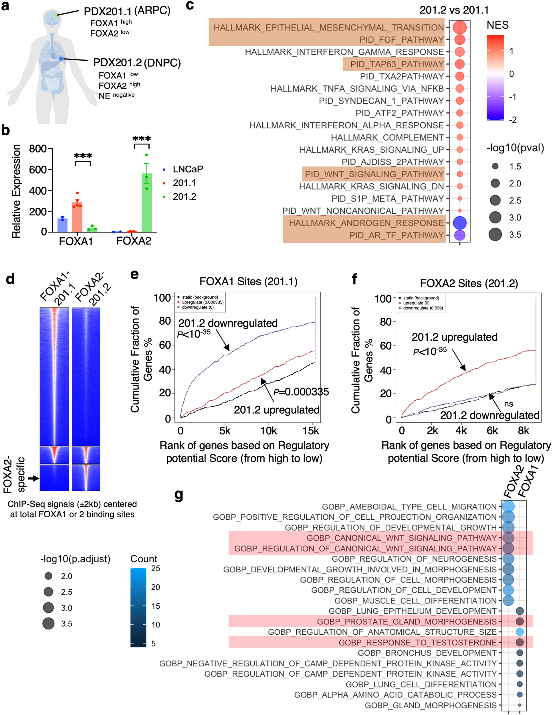 Fig. 1: The switch from FOXA1 to FOXA2 promotes lineage reprogramming of CRPC.