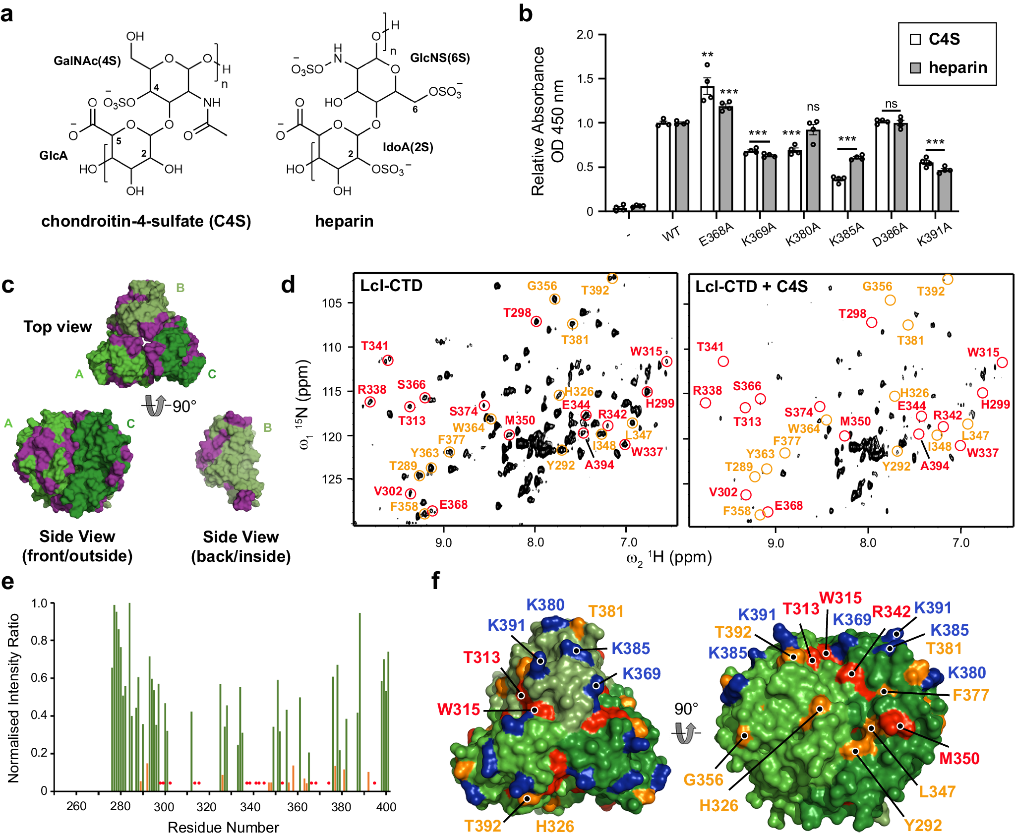 Fig. 5: GAG binding to Lcl-CTD.