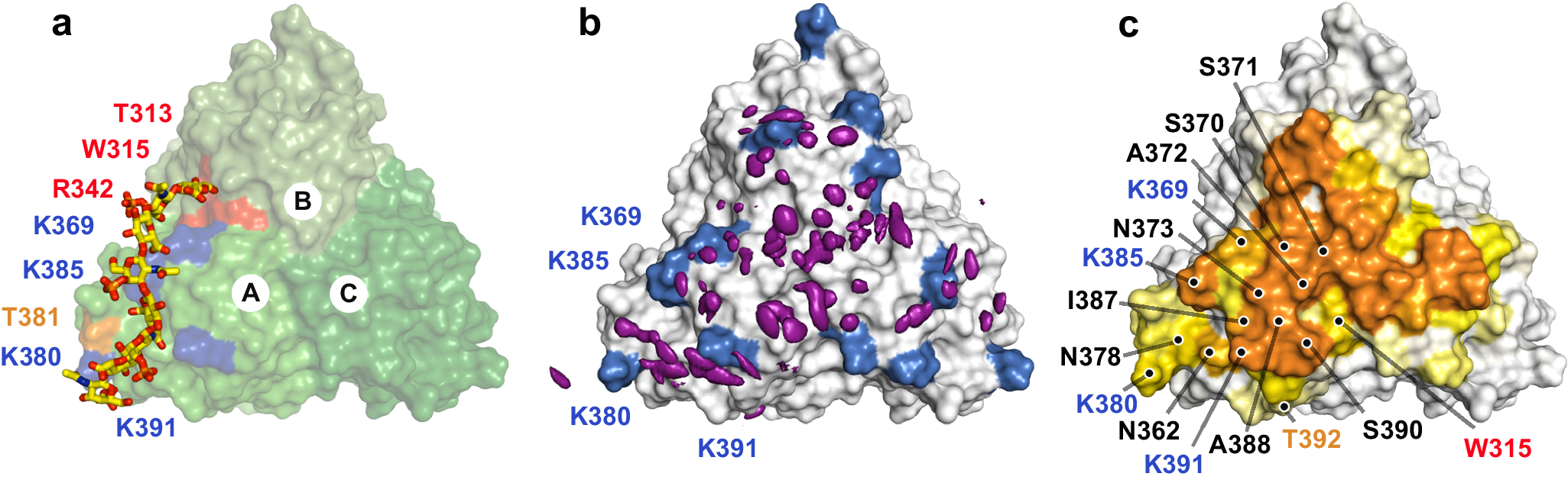 Fig. 6: Molecular dynamics analyses of C4S dp8 binding to Lcl-CTD.