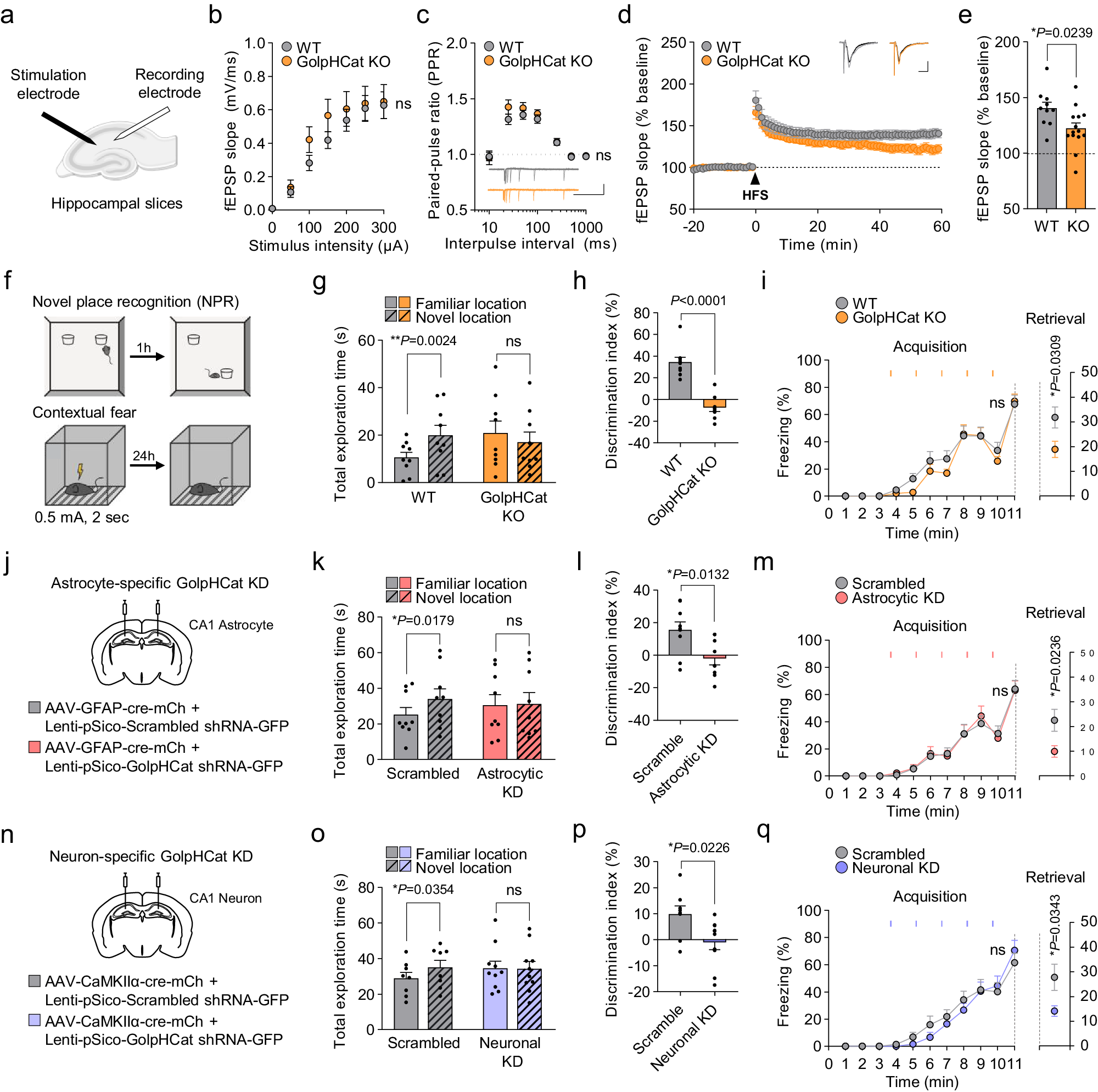 Fig. 8: GolpHCat contributes to hippocampal spatial and contextual memories.