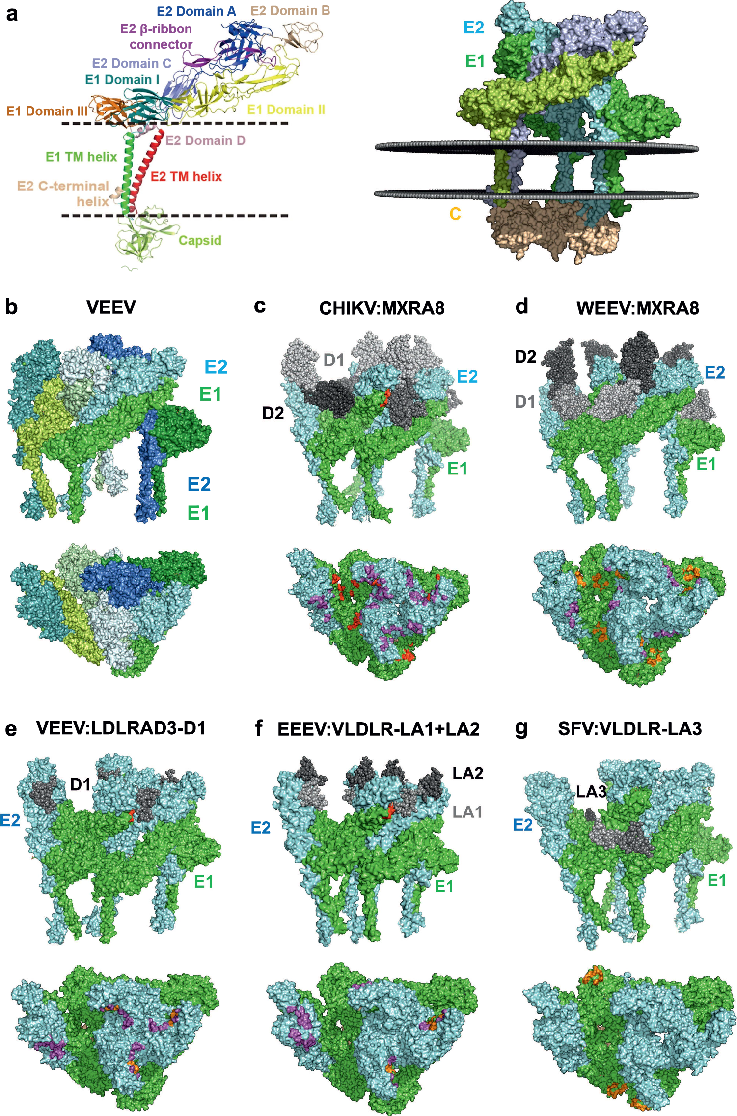 Fig. 1: Cellular receptors of alphaviruses bind to different sites on a E1/E2 spike.