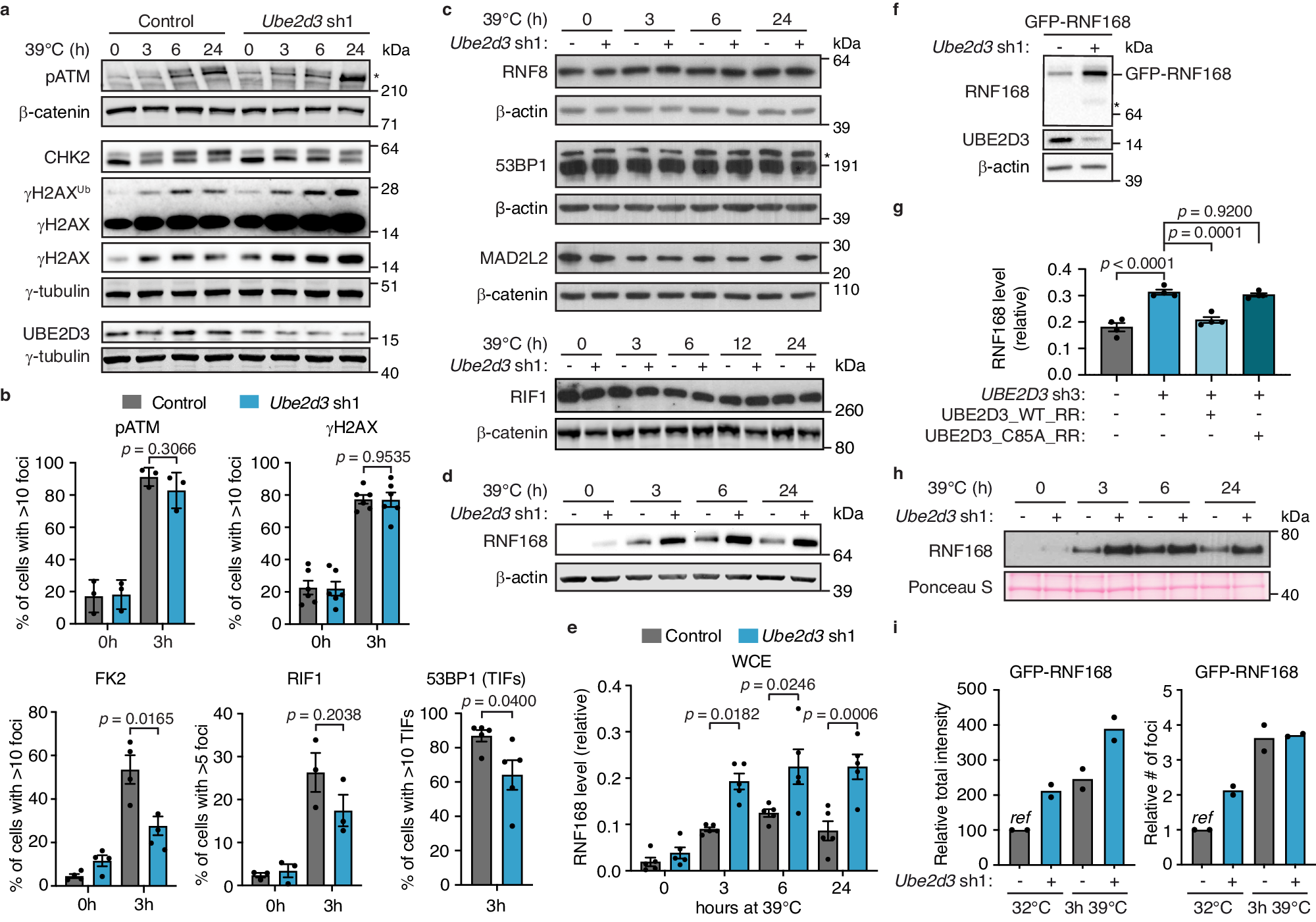 Fig. 3: UBE2D3 contributes to DDR-induced chromatin ubiquitination and limits RNF168 protein accumulation and recruitment to uncapped telomeres.