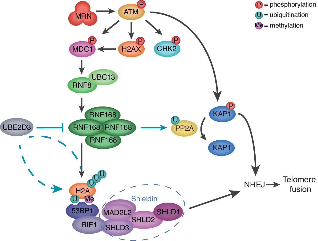 Fig. 7: Model for how UBE2D3 facilitates NHEJ by promoting ATM kinase-dependent DDR activities.
