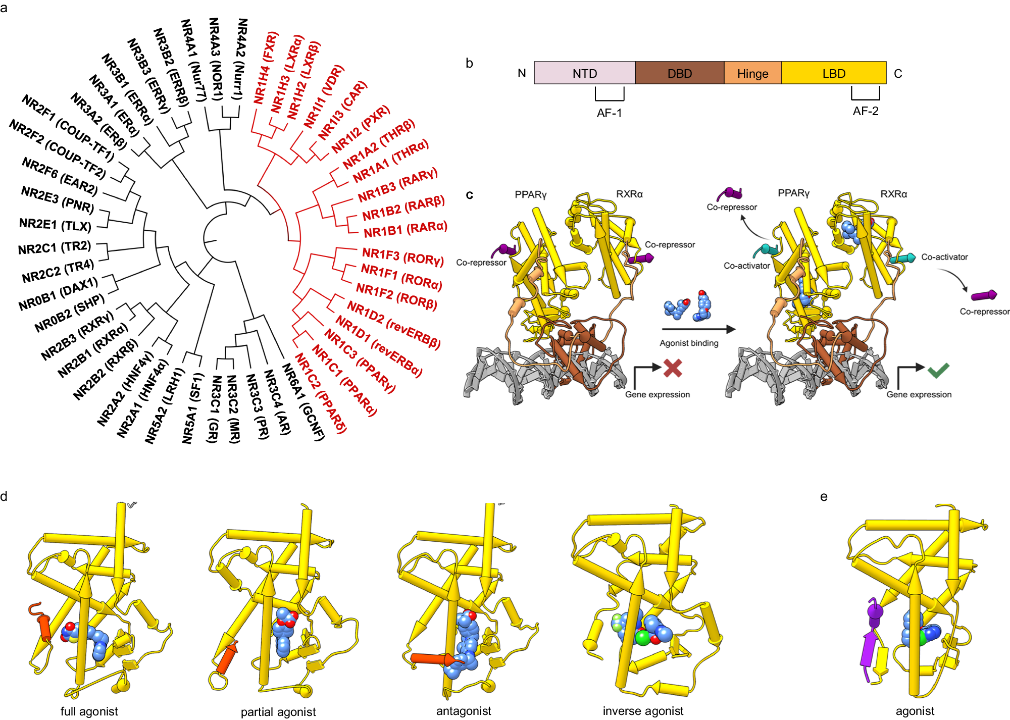 Fig. 1: Structure and function of NR1 receptors.