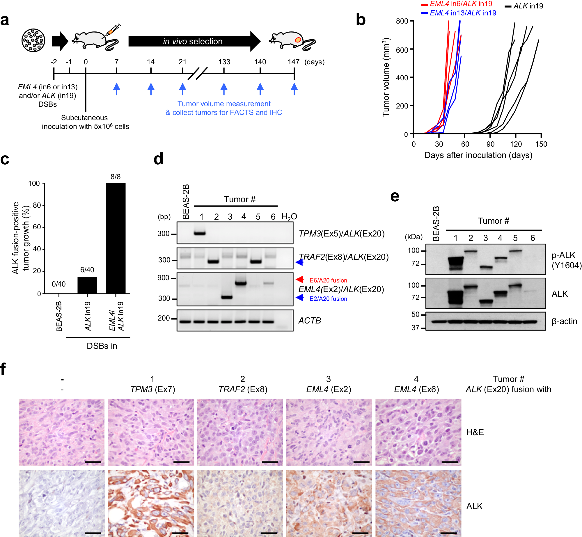 Fig. 3: Spontaneously formed ALK fusions drive tumor formation in vivo.