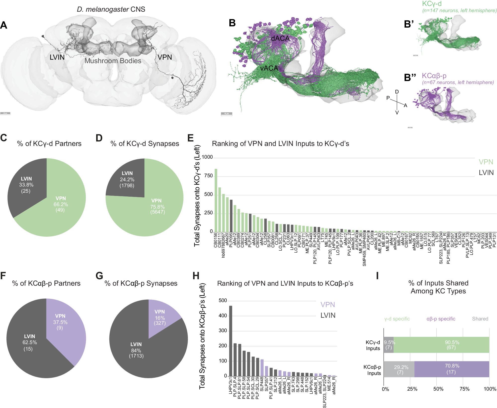 Fig. 1: Direct visual inputs are highly represented in the ventral accessory calyx.