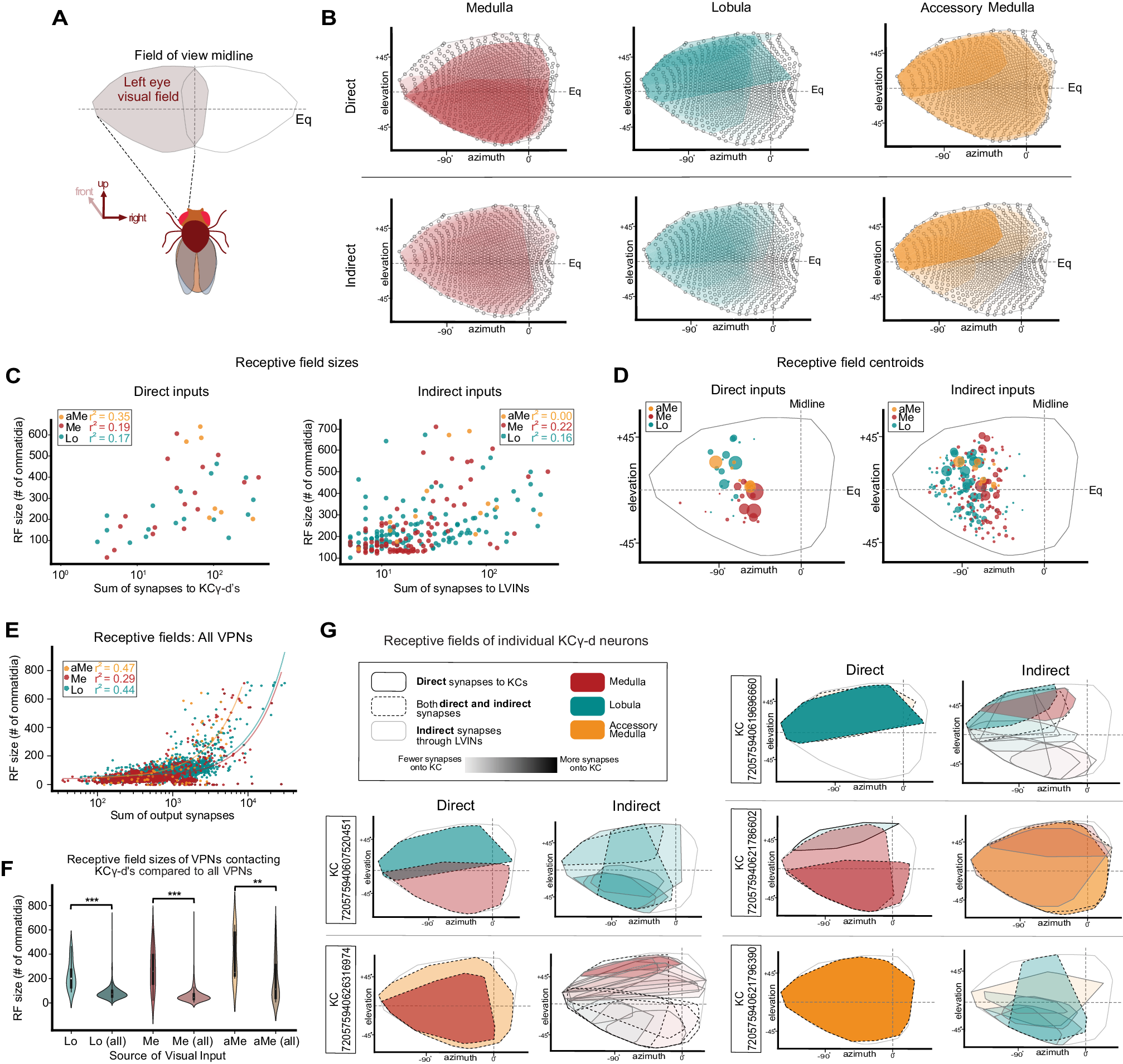 Fig. 4: Receptive fields (RFs) of direct and indirect VPNs.