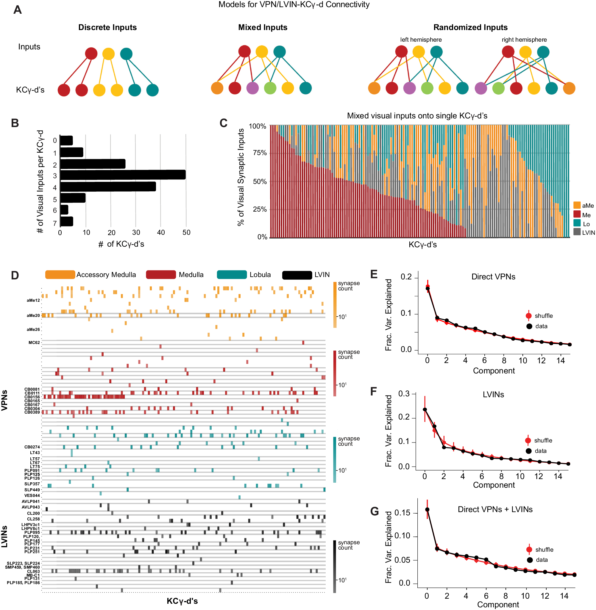 Fig. 5: VPNs and LVINs make distributed, combinatorial inputs onto KCγ-d’s.