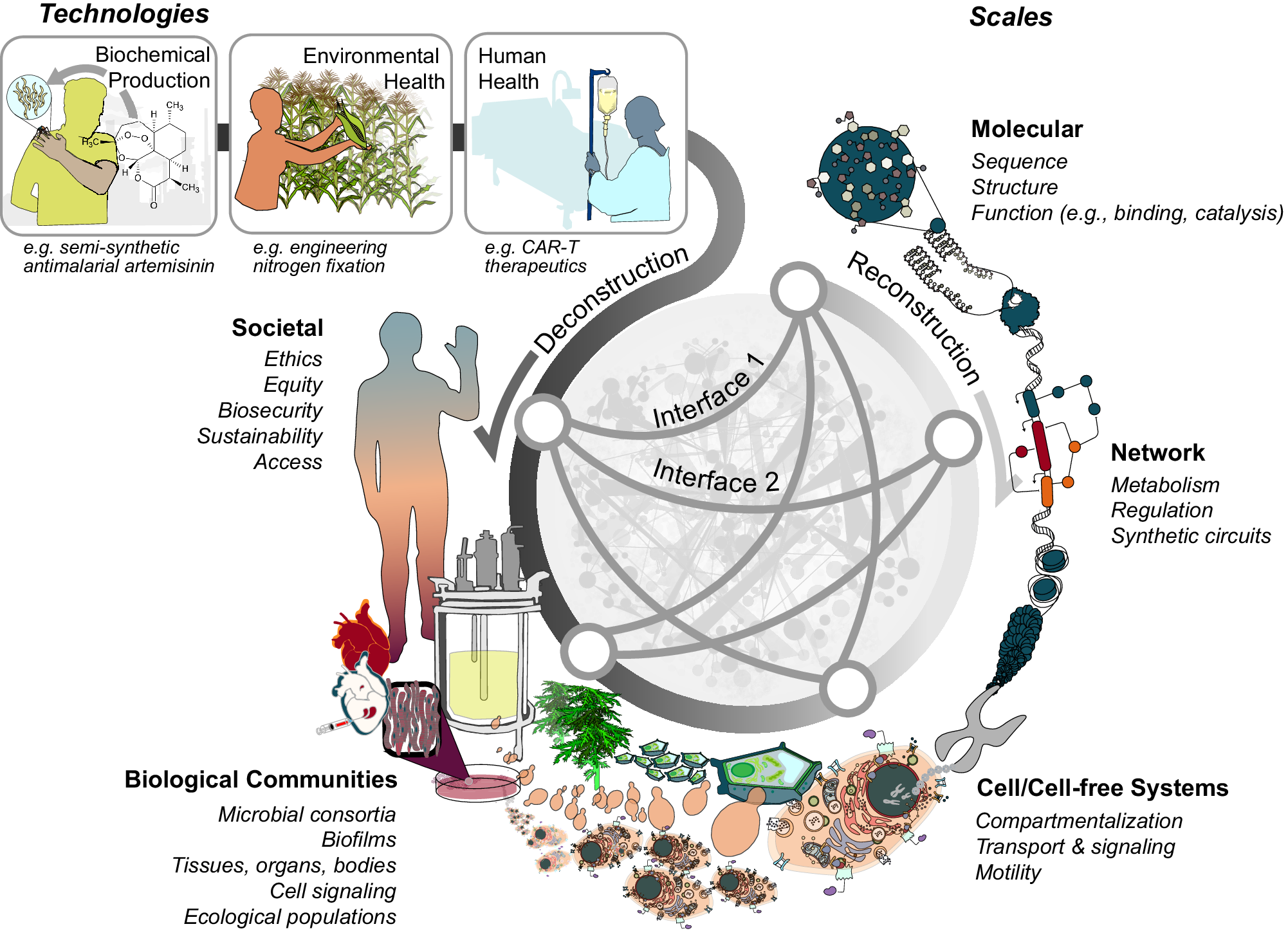 Deconstructing synthetic biology across scales: a conceptual 