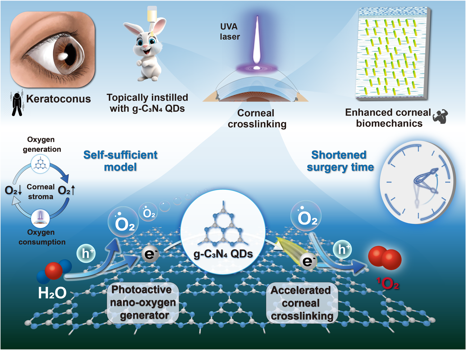 Development of graphitic carbon nitride quantum dots-based oxygen  self-sufficient platforms for enhanced corneal crosslinking | Nature  Communications