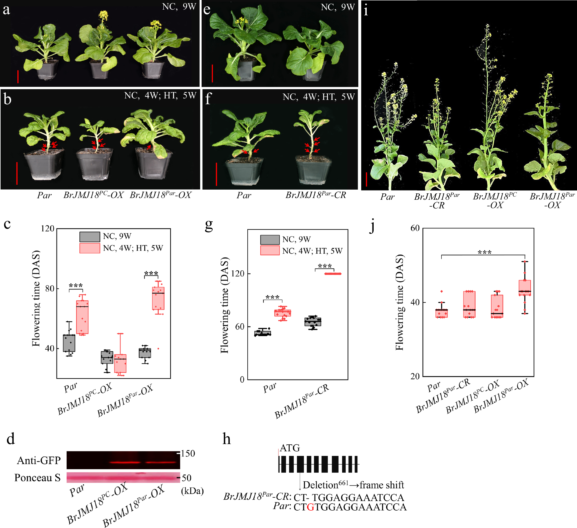 Fig. 3: Flowering characterizations of the BrJMJ18 transgenic Par plants under greenhouse and field conditions, respectively.