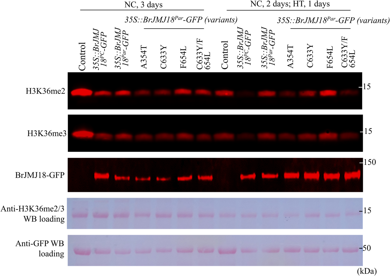 Fig. 8: Amino acid mutations of T345A, Y633C and L654F contribute to functional divergence of BrJMJ18PC and BrJMJ18Par.