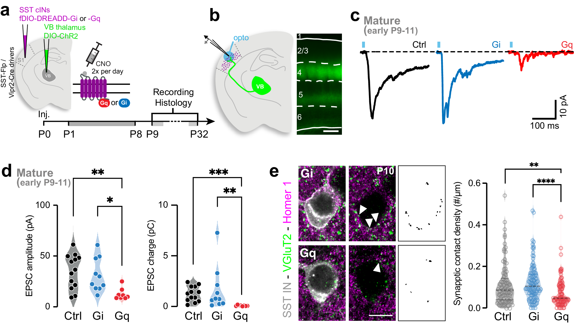 Fig. 2: Postsynaptic activity of SST cINs regulates the maturation of transient TC inputs.