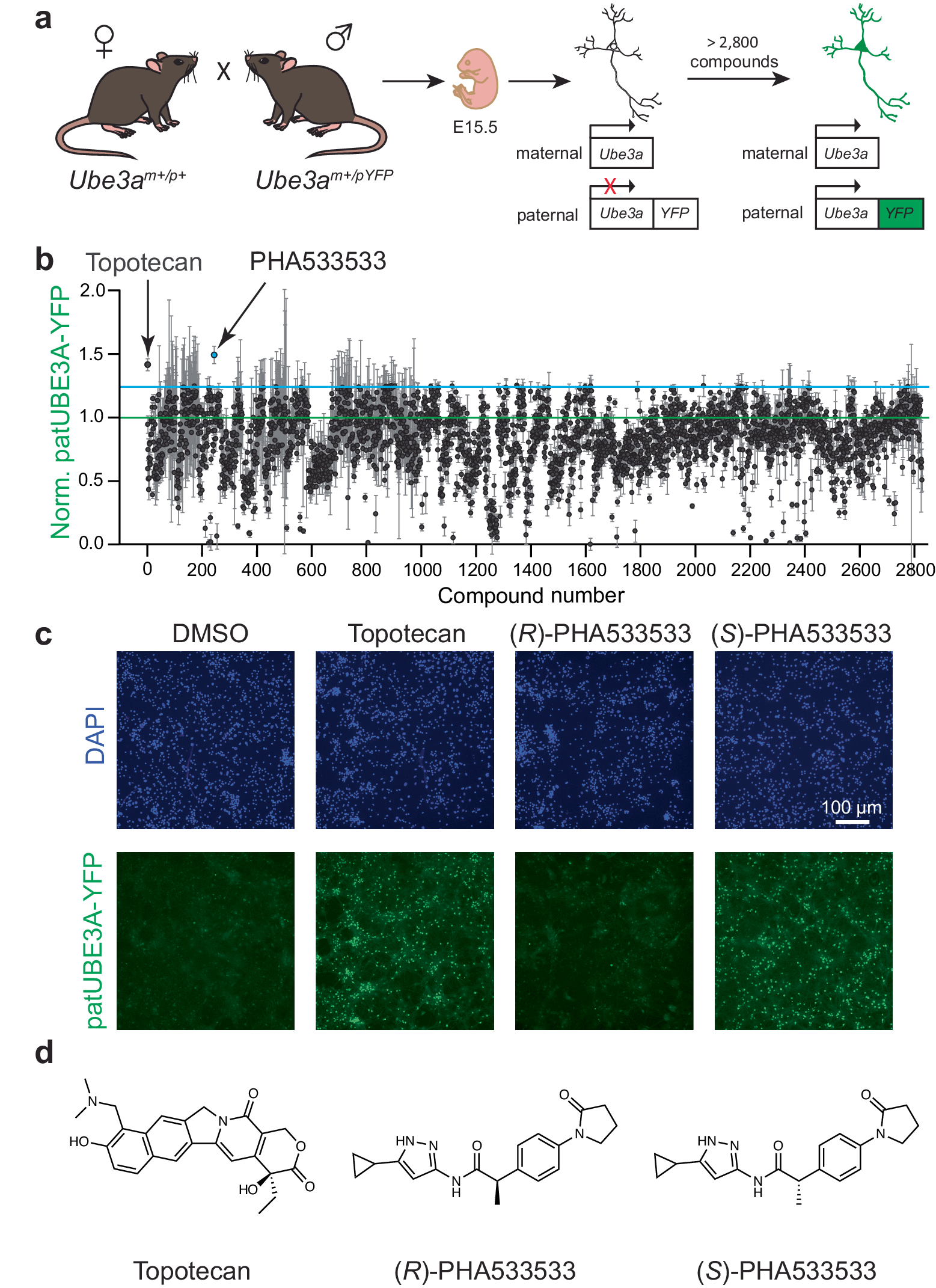 Fig. 1: A small molecule screen in primary neurons reveals (S)-PHA533533 as a novel paternal Ube3a unsilencer.