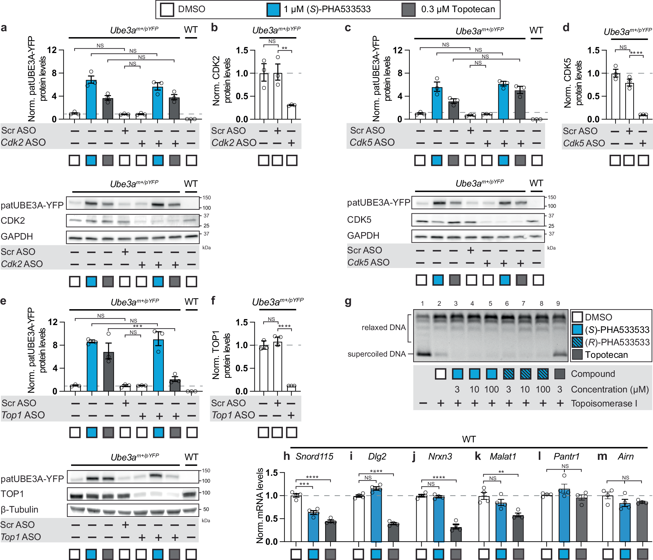 Fig. 4: (S)-PHA533533 unsilences paternal Ube3a via a mechanism that is independent of CDK2/CDK5 and topoisomerase 1 (TOP1) inhibition.