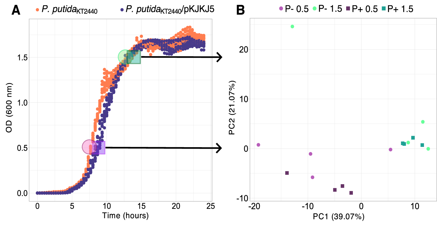 Fig. 1: Small growth effect of plasmid carriage with little influence on chromosomal gene transcription at the population level.