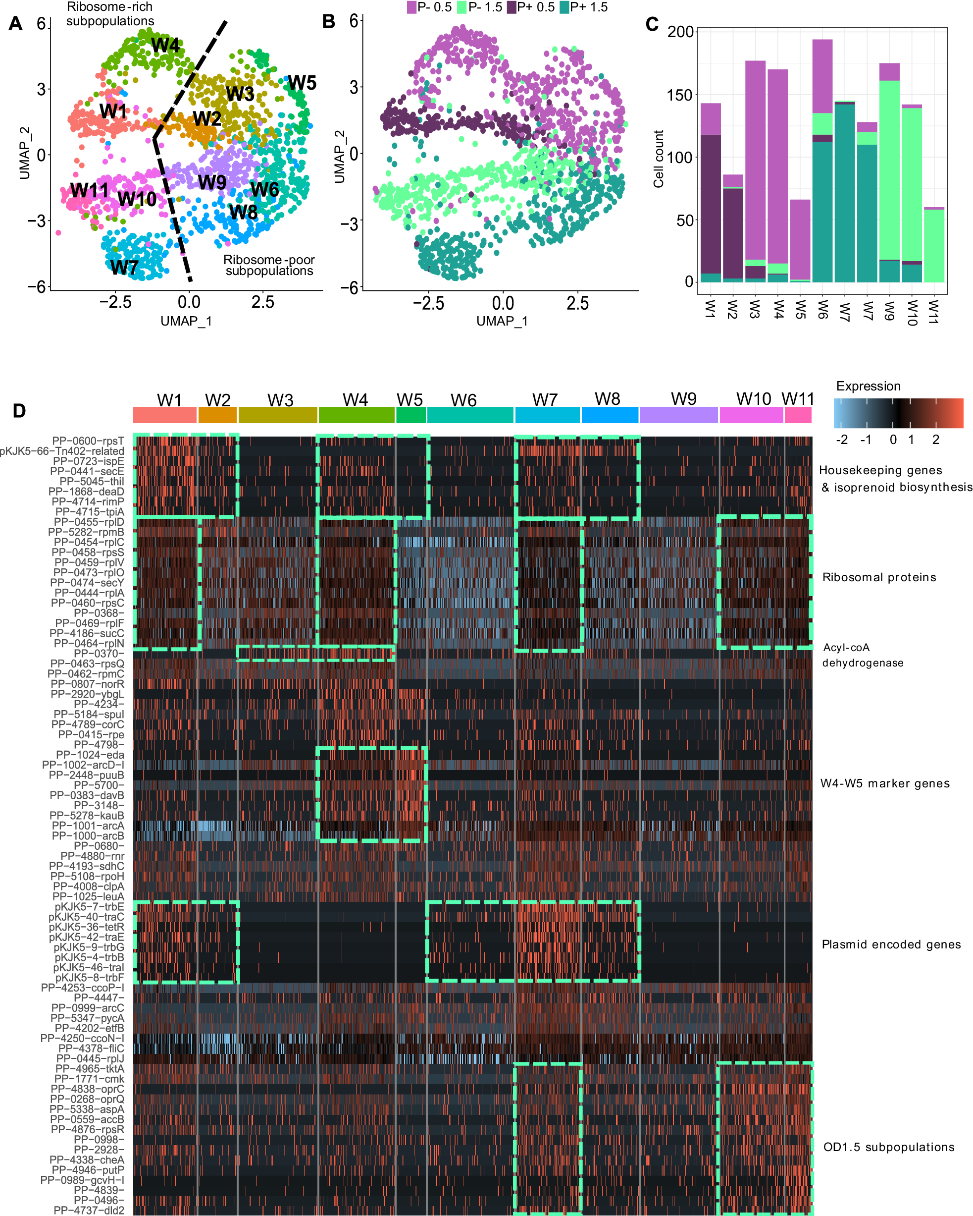 Fig. 2: Whole single-cell transcriptomes generally cluster in accordance with growth state and the presence/absence of the plasmid.