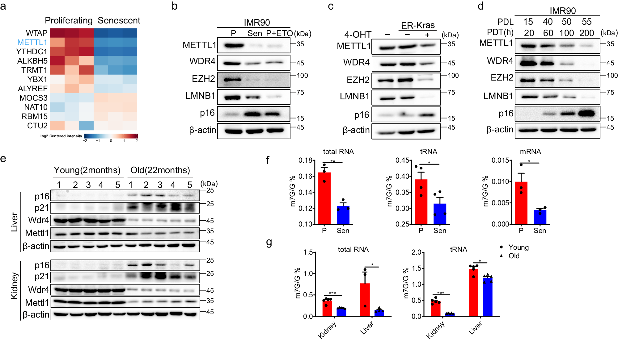 perturbation-of-mettl1-mediated-trna-n7-methylguanosine-modification-induces-senescence-and-aging-nature-communications