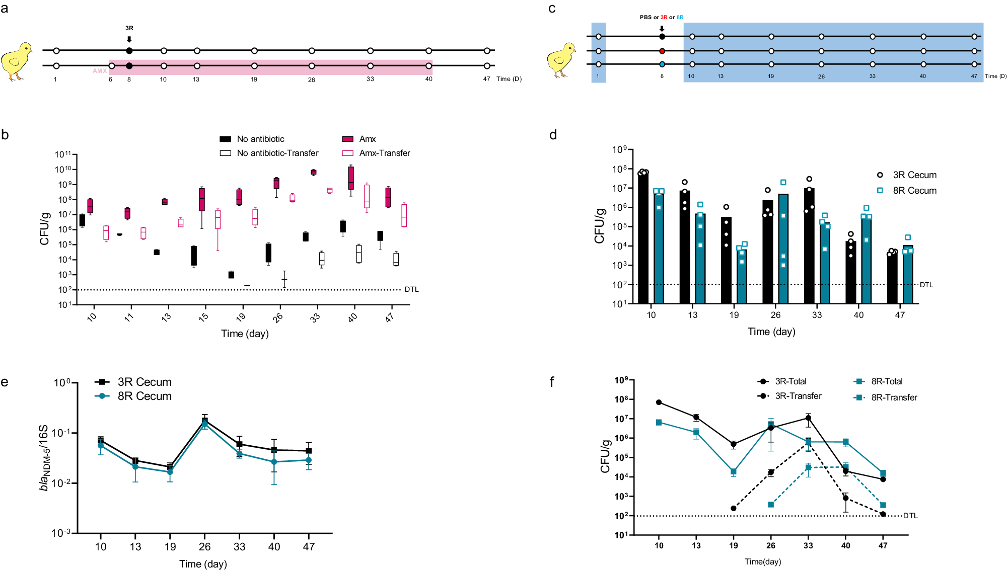 Fig. 1: In-vivo stability of blaNDM-5-IncX3 plasmid positive E. coli 3R and 8R and transfer of blaNDM-5-IncX3 to microbiota commensal strains.