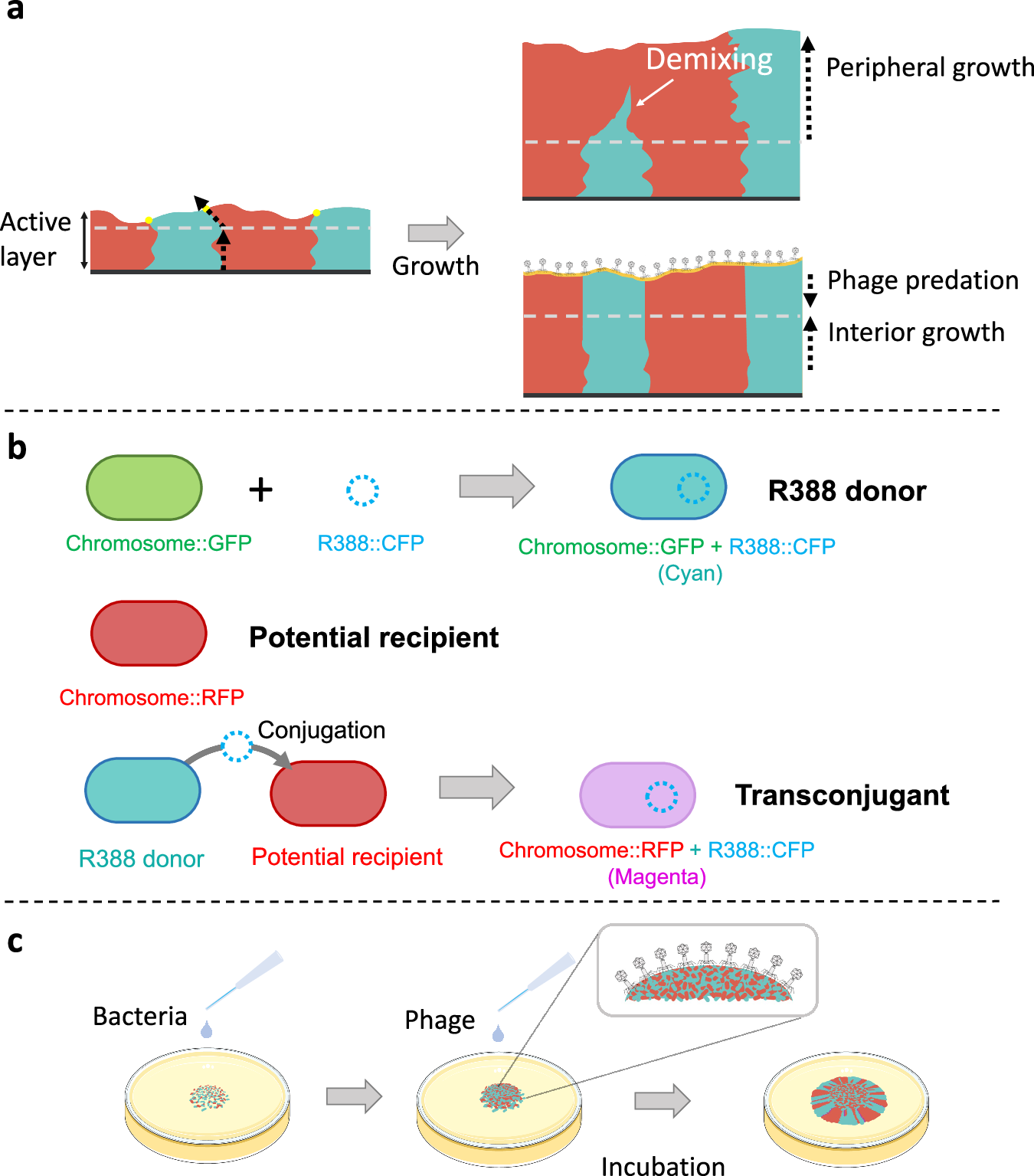 Phage predation accelerates the spread of plasmid-encoded antibiotic  resistance | Nature Communications